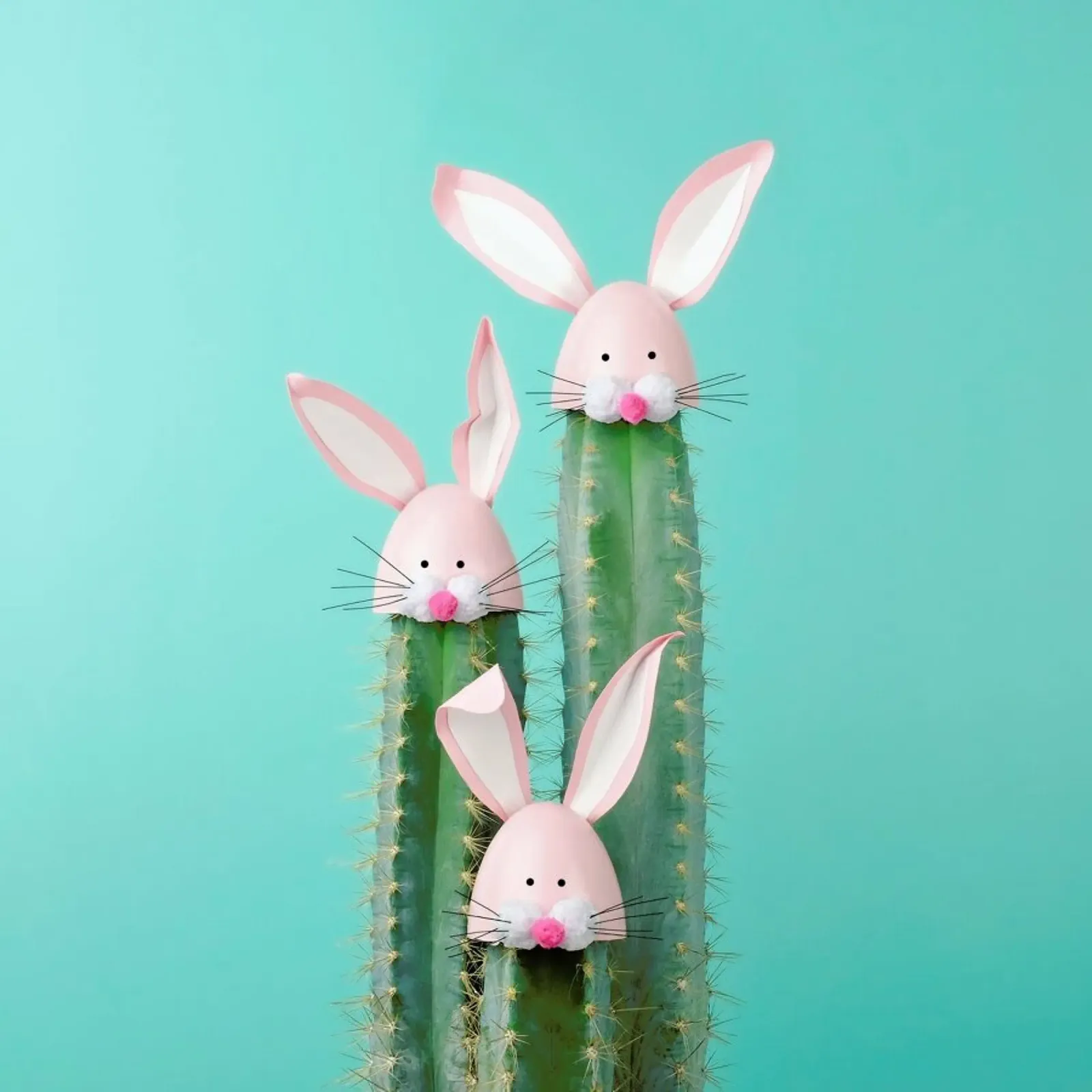 Bunny Cactus backlit film by Juj Winn