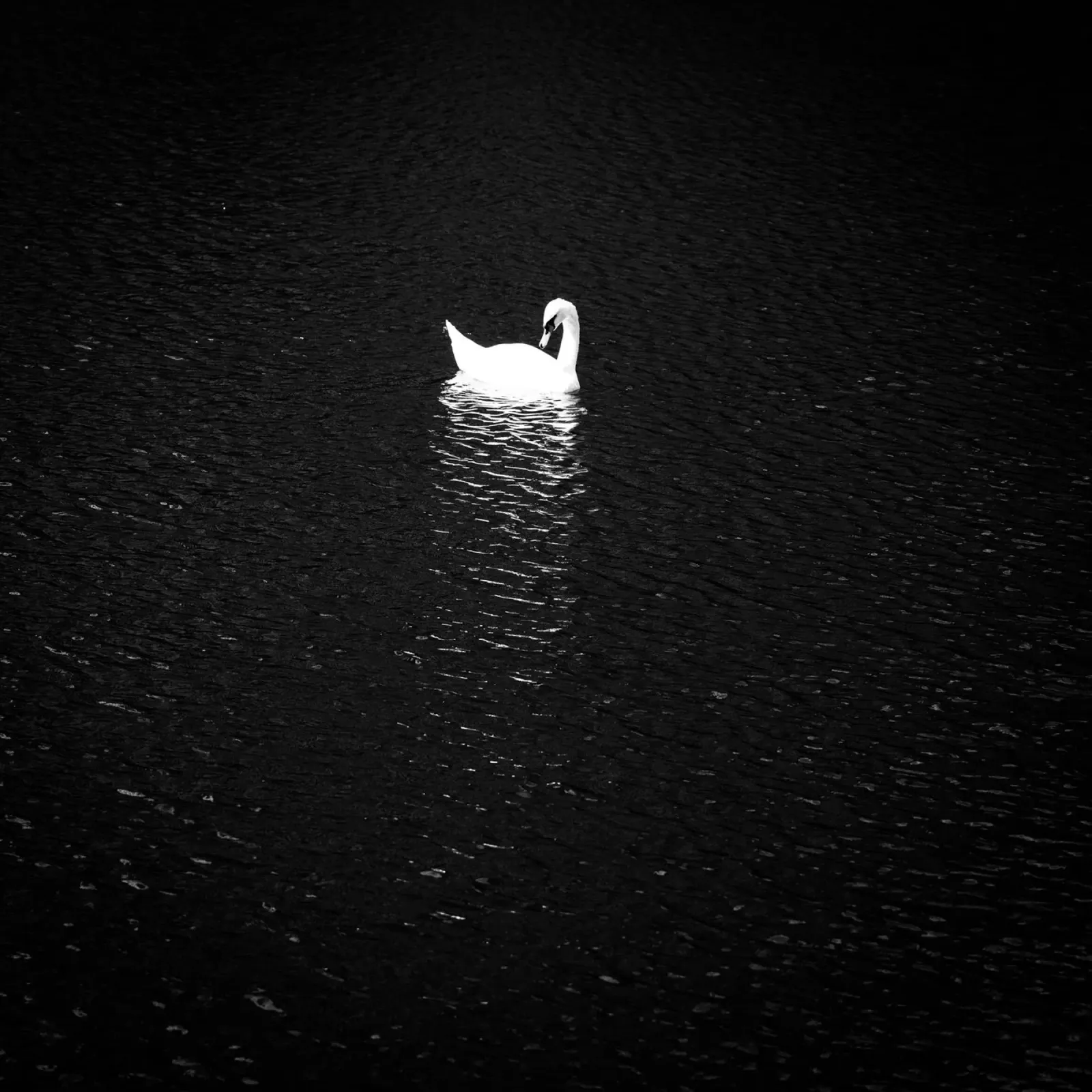 Swan carta hahnemühle da Flo Klein