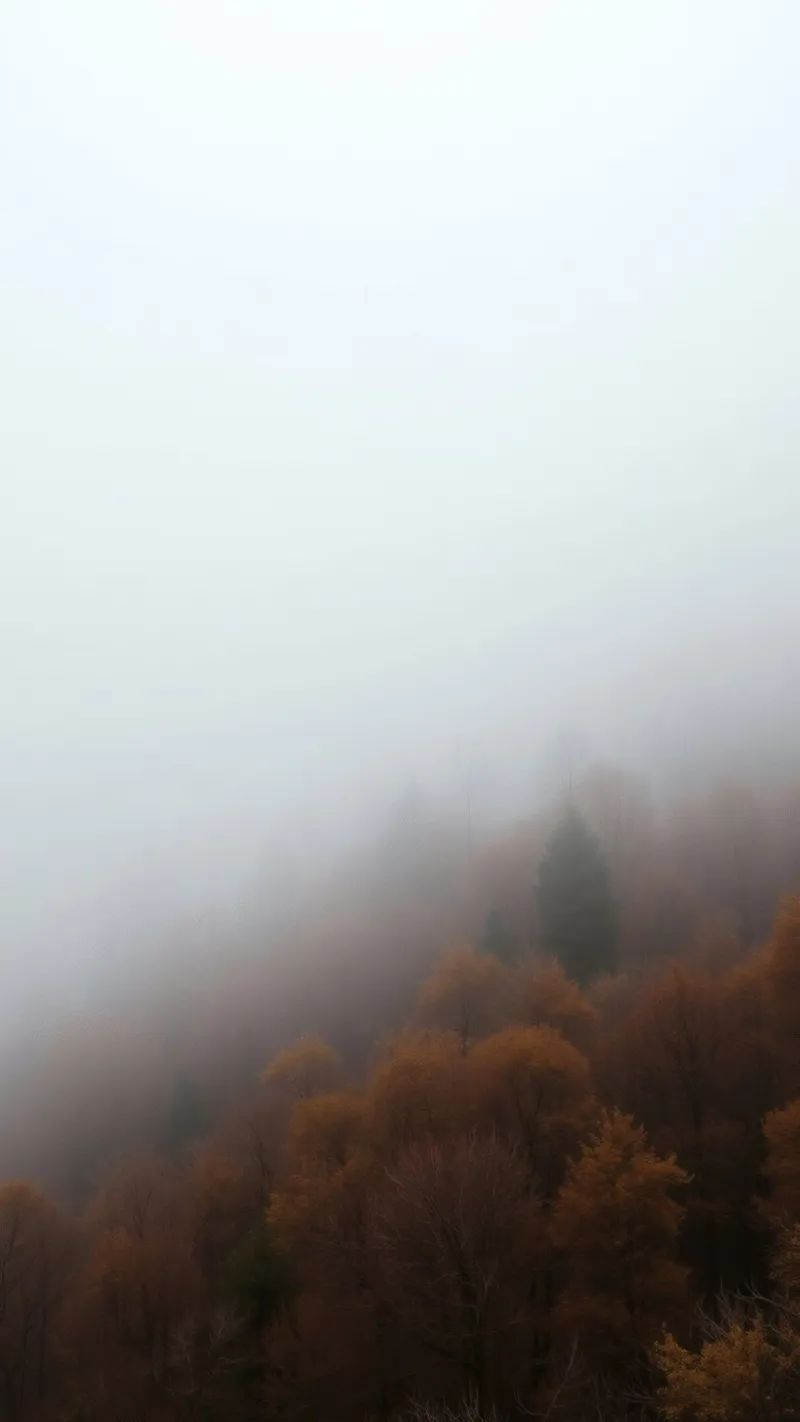 Paesaggio forestale nebbioso con fogliame autunnale pellicola backlit da DesignDoodle