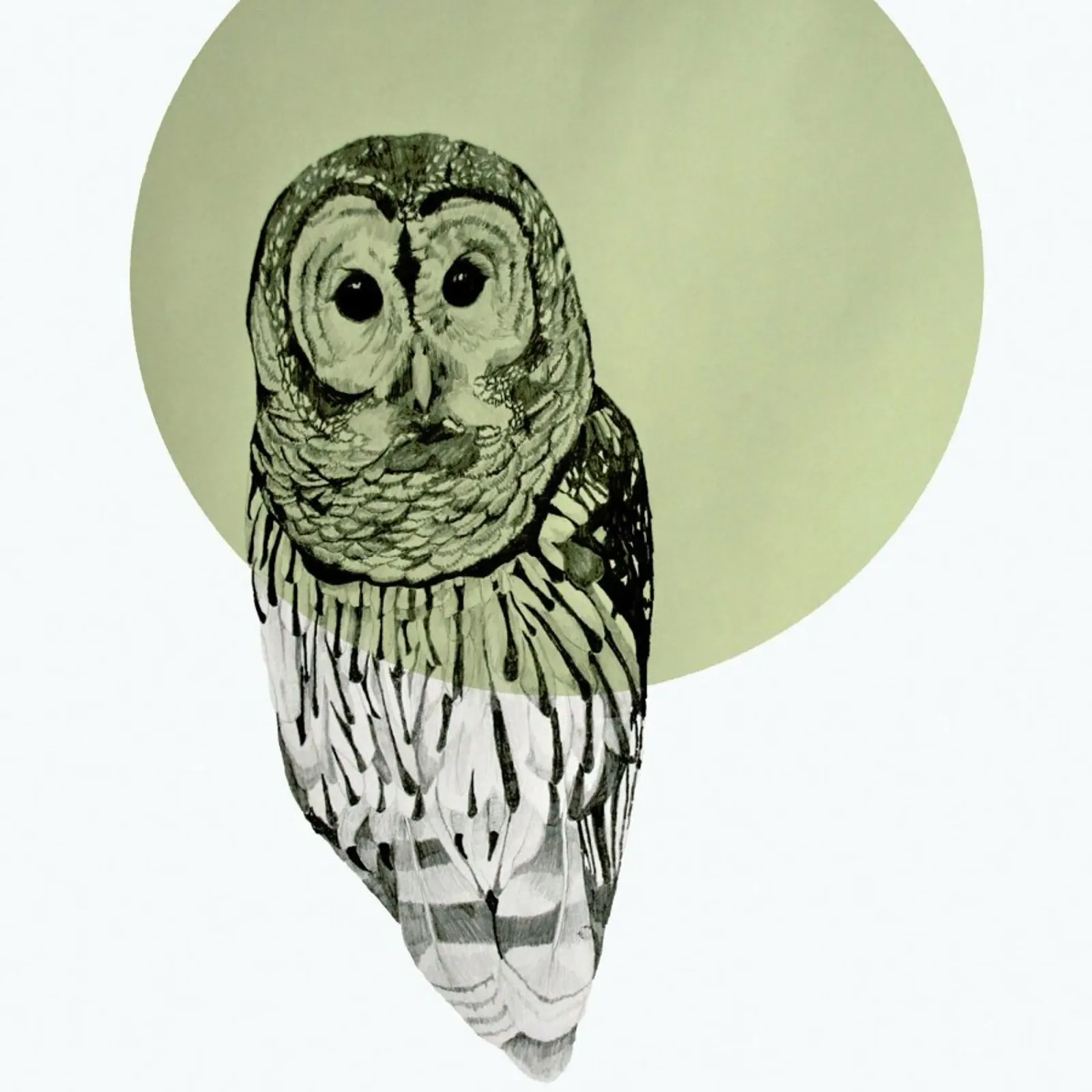 Owl pellicola backlit da Morgan Kendall