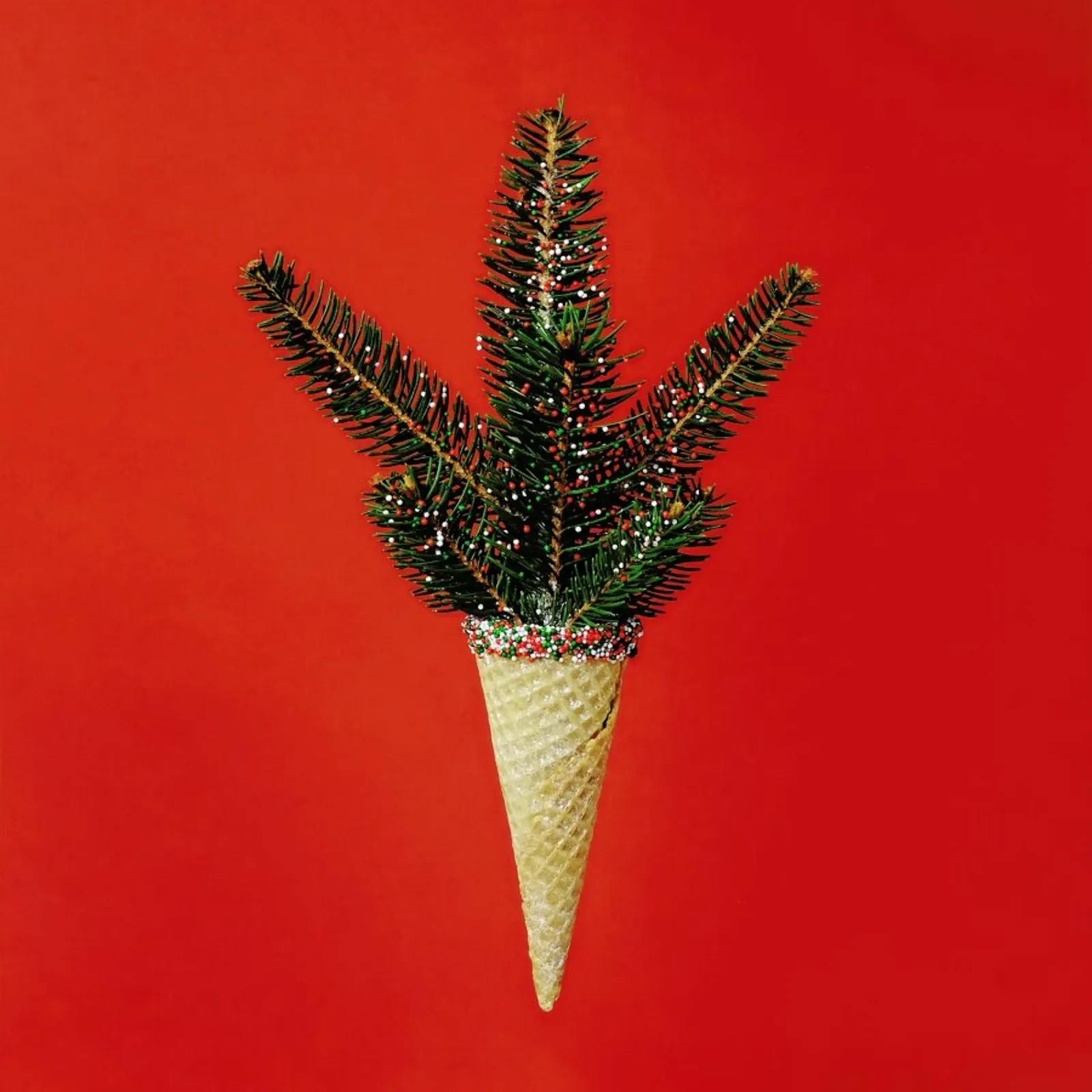 Pine Cone plexiglass da Juj Winn