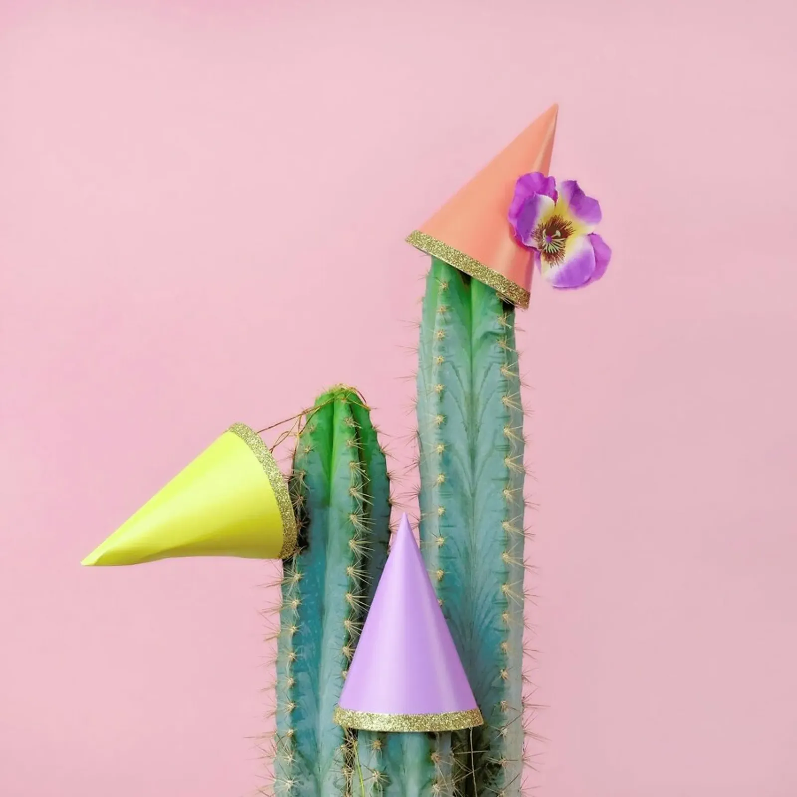 Cactus Party Hats pellicola backlit da Juj Winn