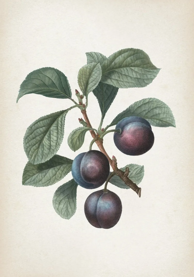 Vintage Redouté 1 Prunus Myrobalana pellicola backlit da Vintage Print Collection