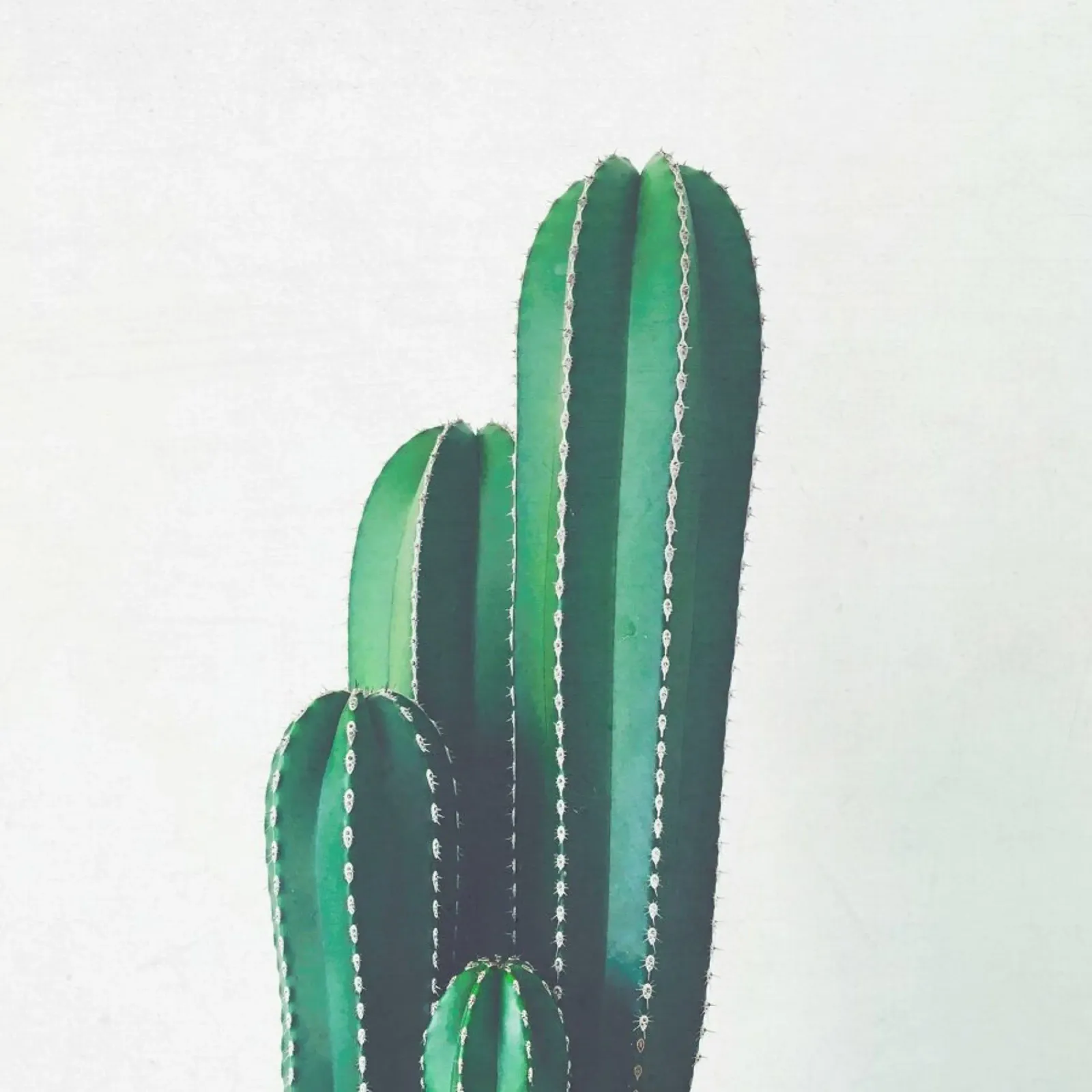 Cactus a pipa d'organo plexiglass da Cassia Beck Photography
