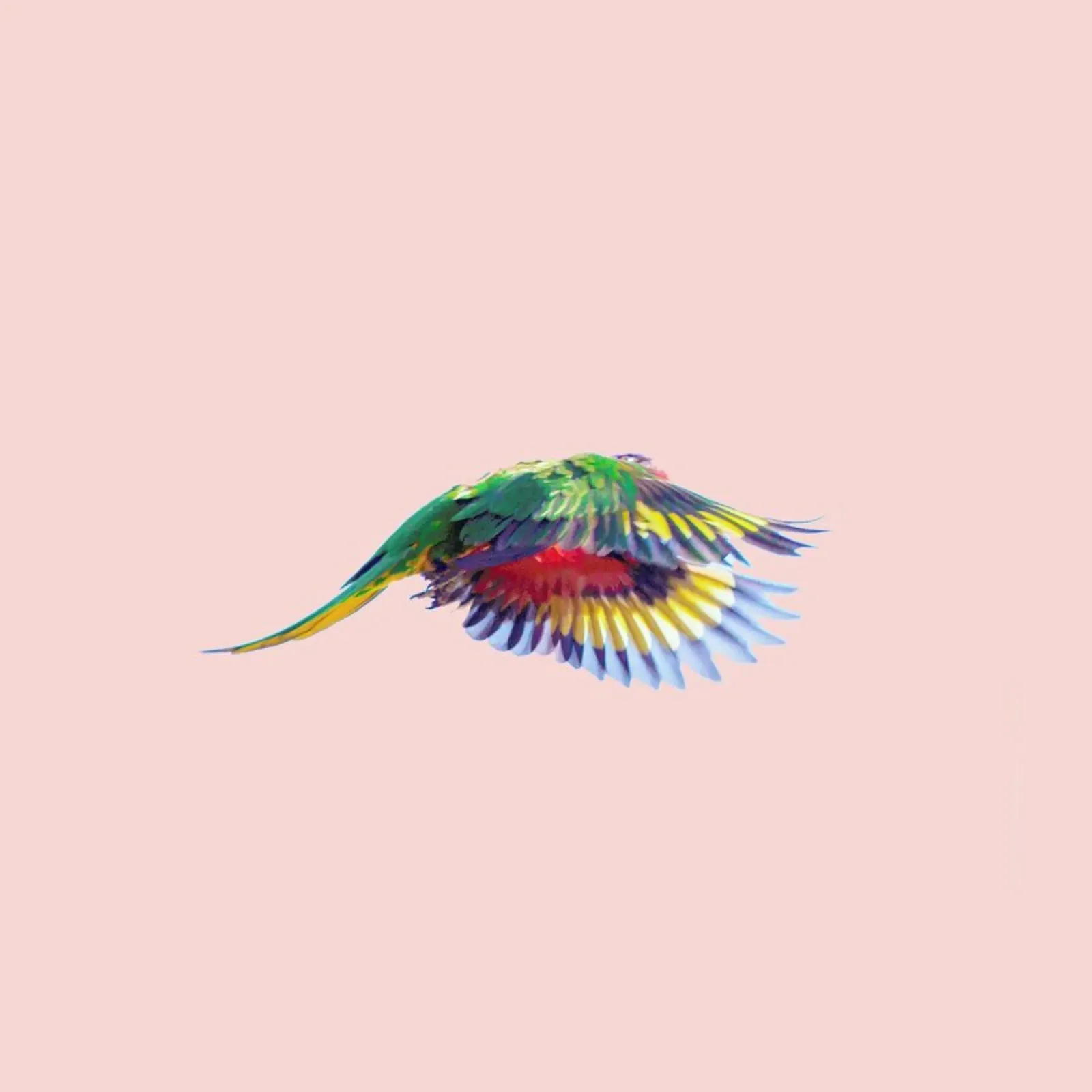 Pink Parrot poster con telaio in plastica da Charlotte Curd