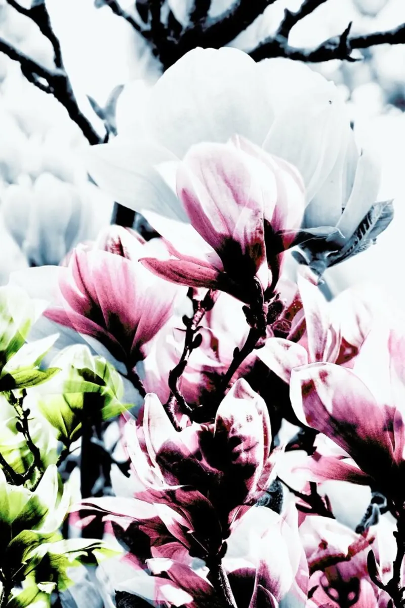 Magnolia 01 pellicola backlit da Froilein Juno