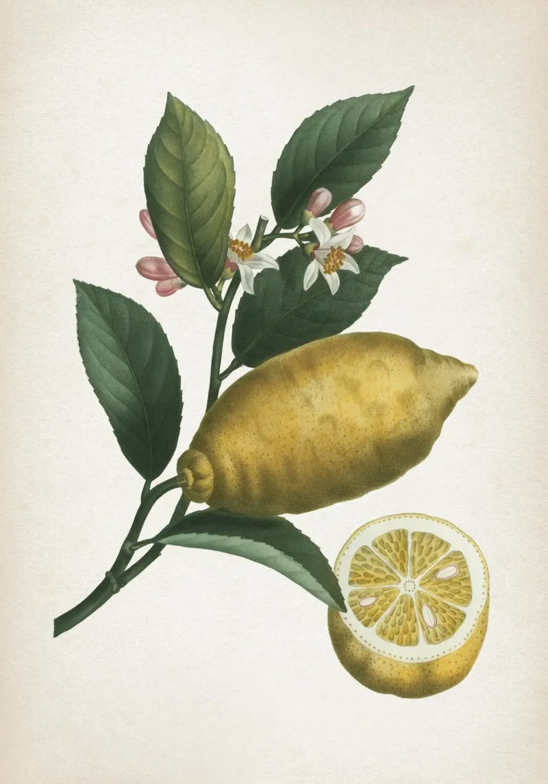 Vintage Redouté 1 Citrus Limonium poster da Vintage Print Collection