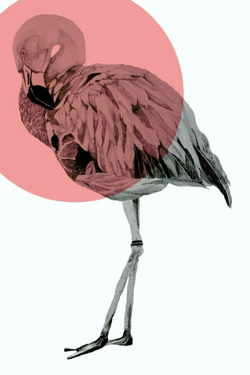 Flamingo pellicola backlit da Morgan Kendall
