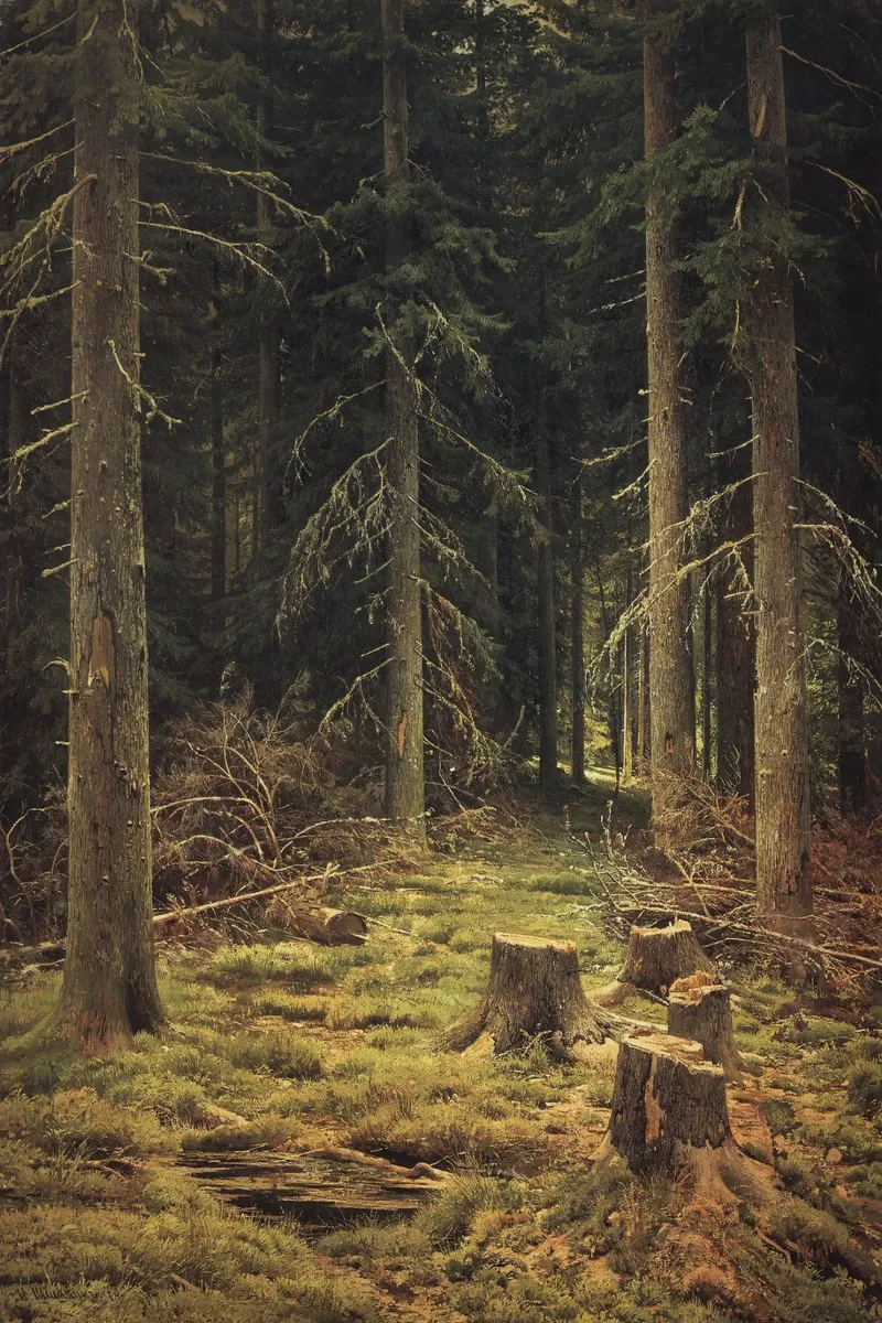 Ivan Shishkin - Foresta di conifere pellicola backlit da William Store