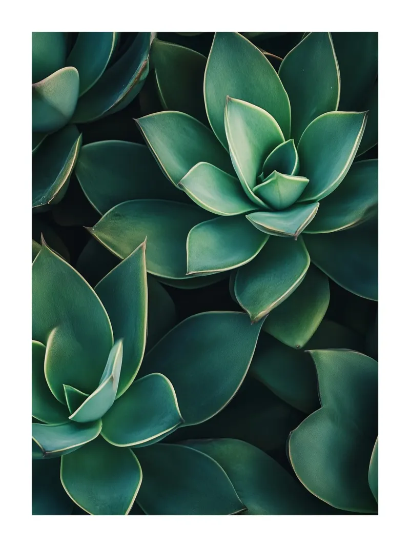Elegante groene Succulenten poster met aluminium frame van Flora & Horizon