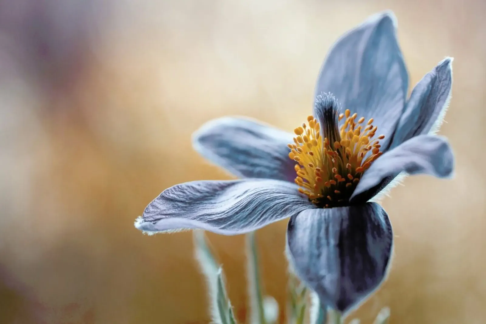 Pasque - Mandy Disher poster con telaio in alluminio da Pictufy
