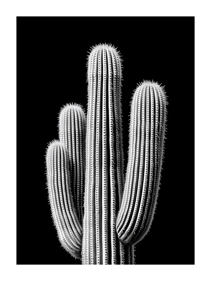 Cactus in bianco e nero carta hahnemühle da Monochrome