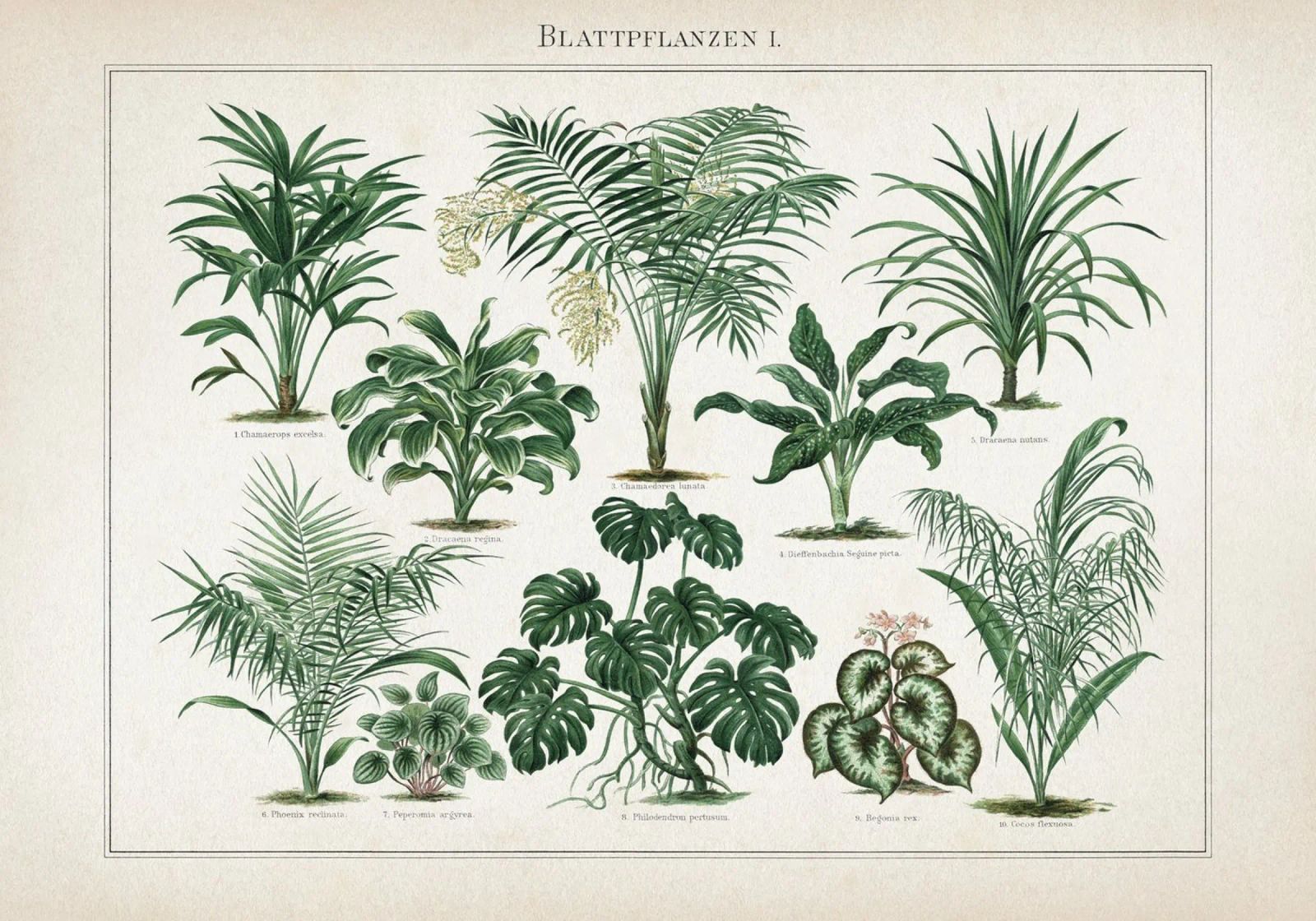 Vintage Meyers 1 Blattpflanzen 1 poster by Vintage Print Collection