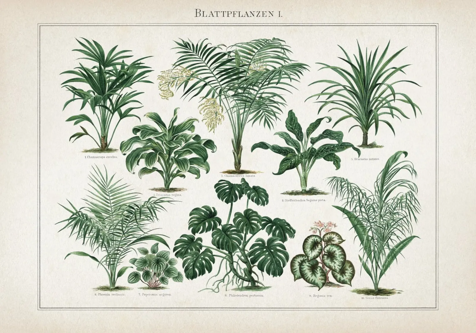 Vintage Meyers 1 Blattpflanzen 1 poster met aluminium frame van Vintage Print Collection