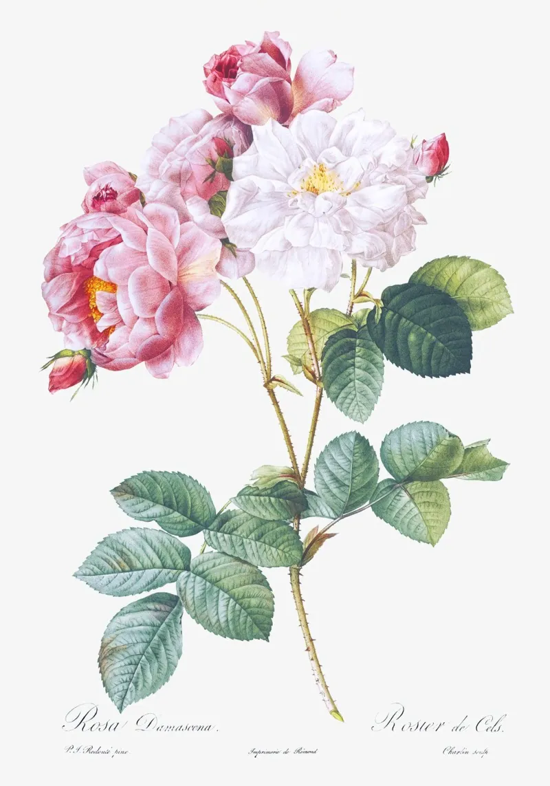 Pink Rose Botanical Print poster con telaio in alluminio da Venus Art