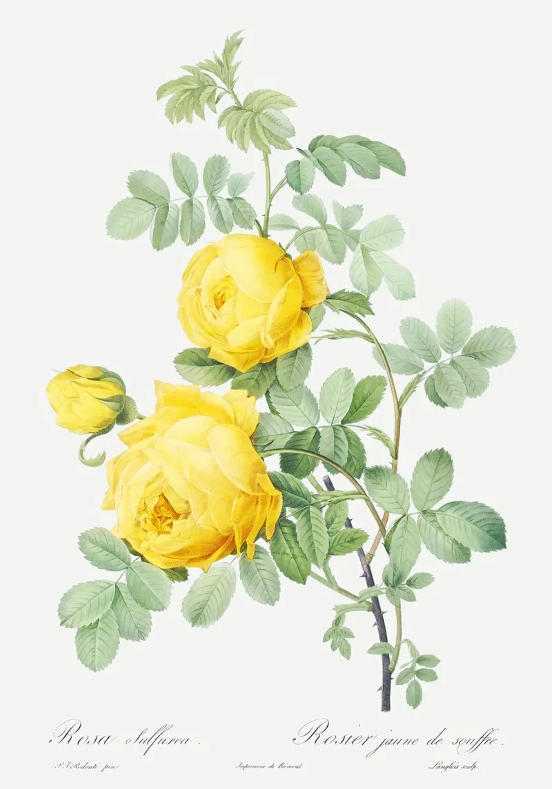 Yellow Rose Botanical Art Print poster da Venus Art
