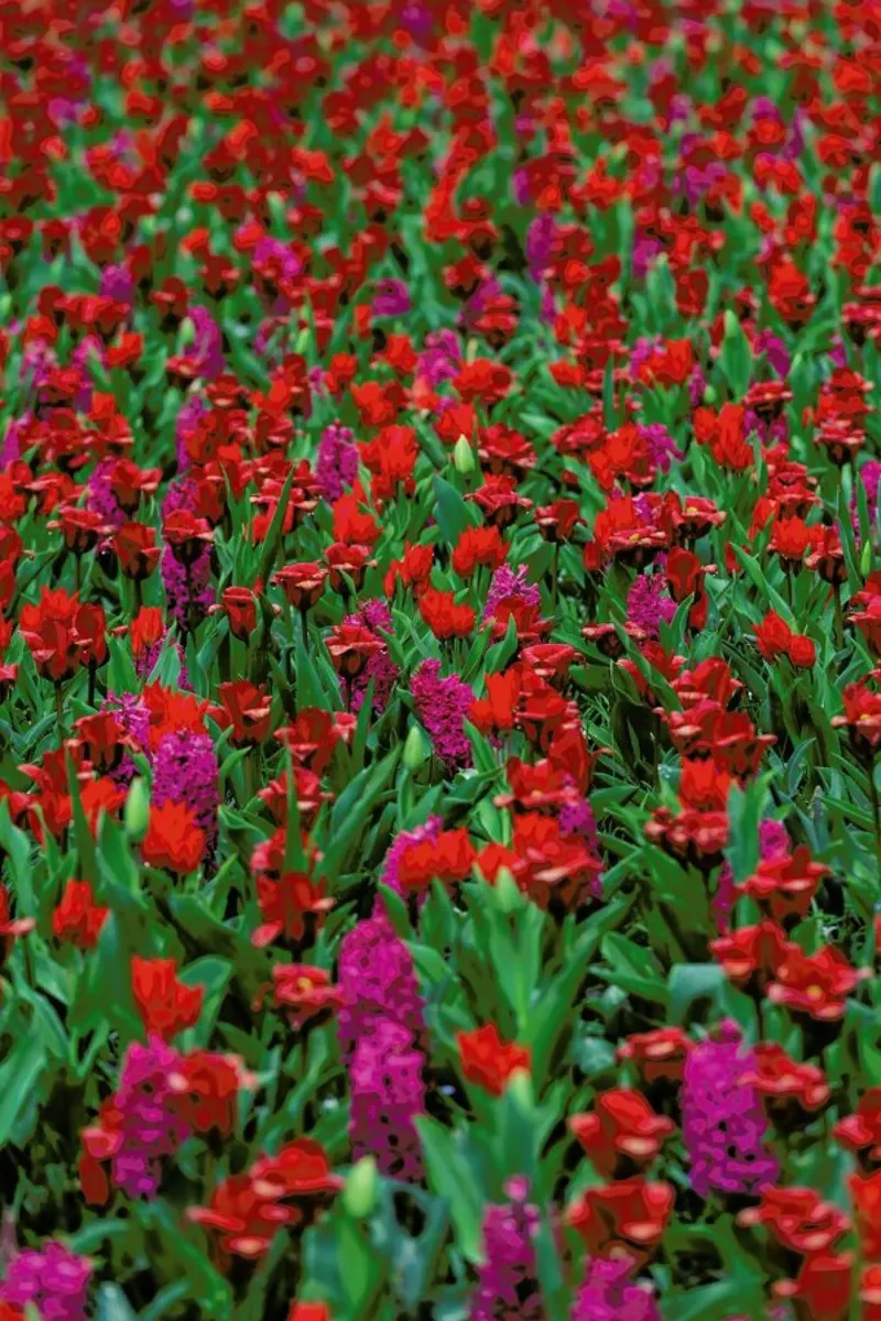 Tulip Field Red poster da Curious Collections by Marielle Leenders
