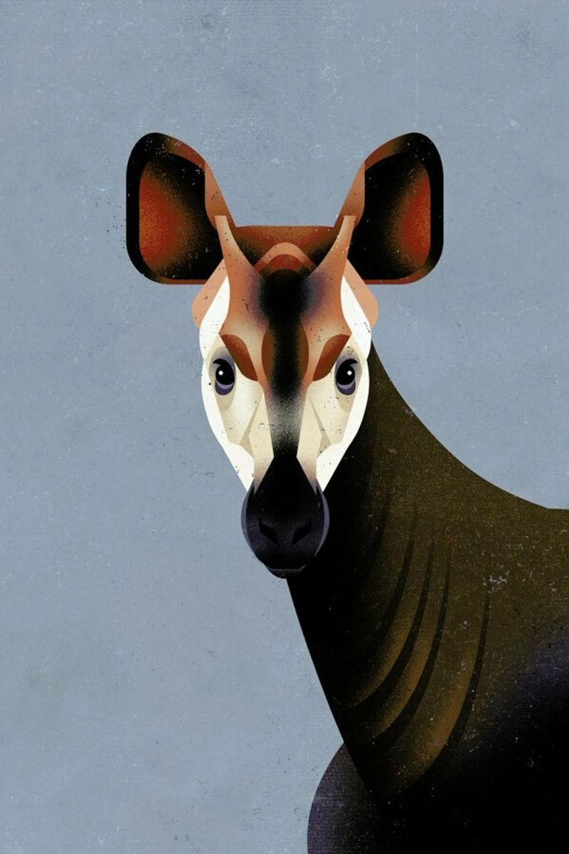 Okapi Poster von Dieter Braun