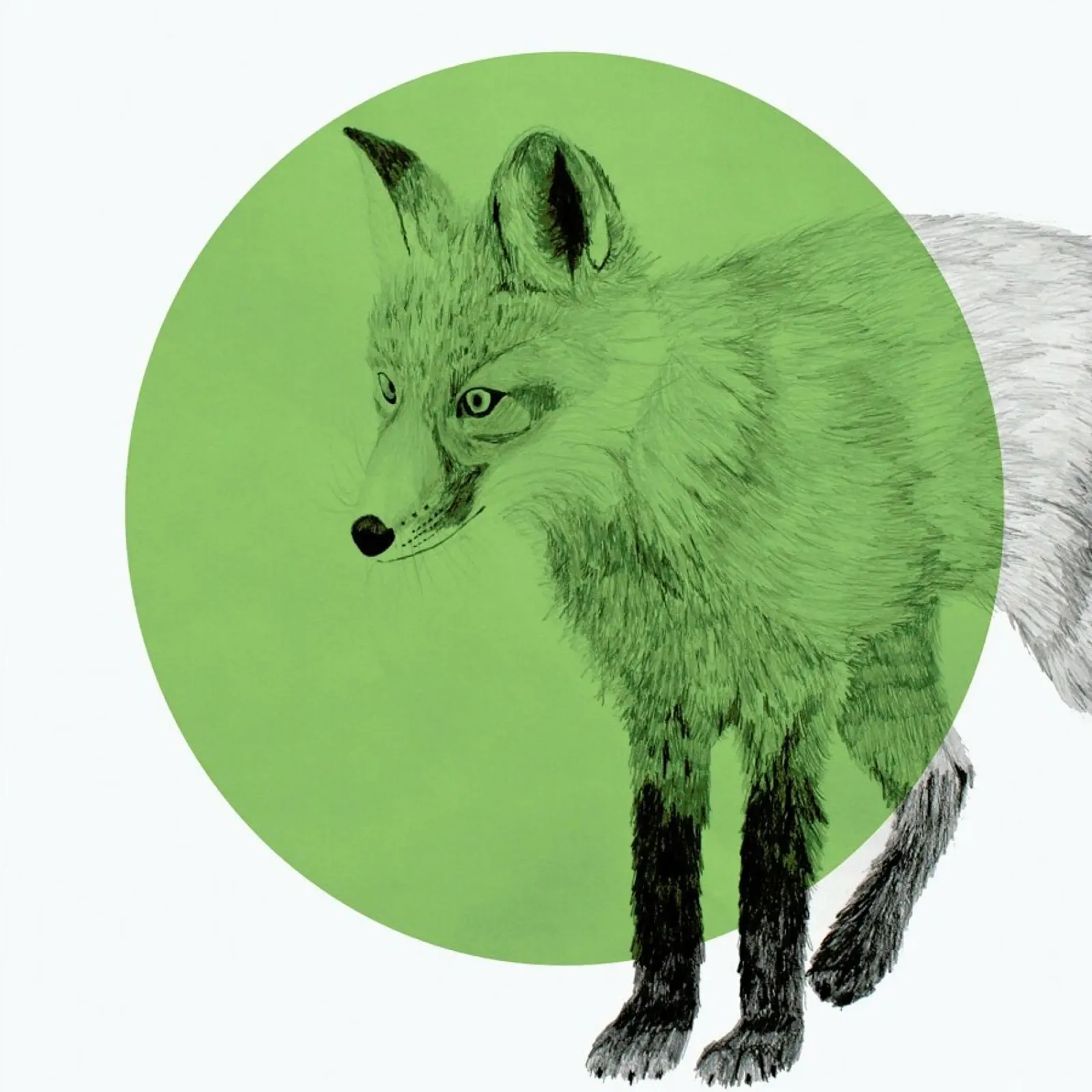 Fox pellicola backlit da Morgan Kendall