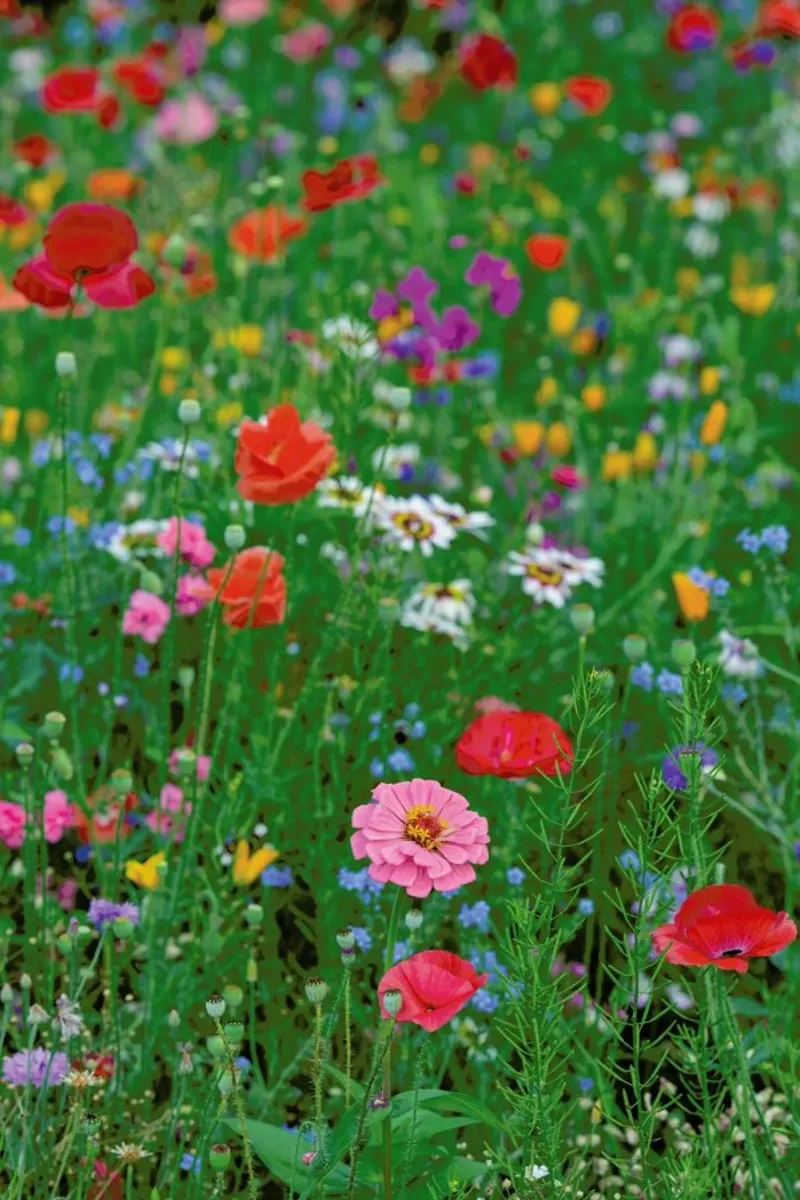 Wild Flowers Field 1 poster by Curious Collections by Marielle Leenders