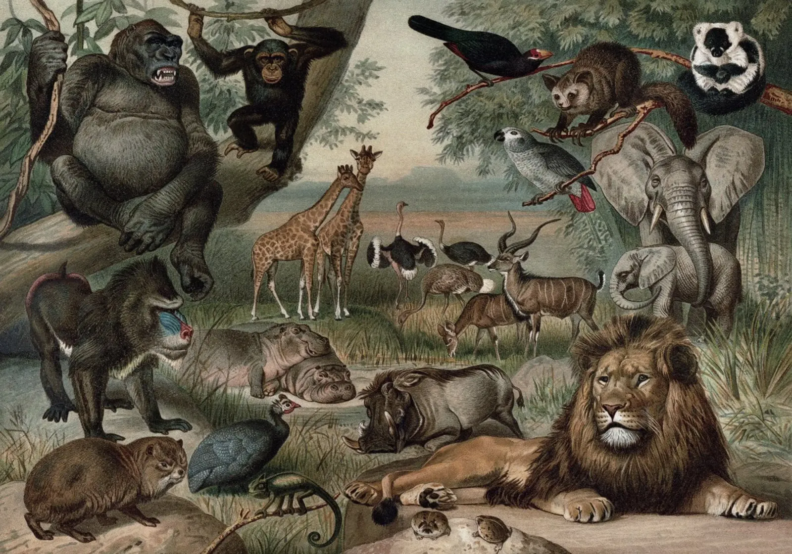 Vintage Meyers 3 Äthioische Fauna poster con telaio in legno da Vintage Print Collection