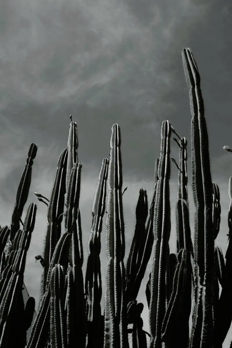 Cactus 02 pellicola backlit da Laura Palm