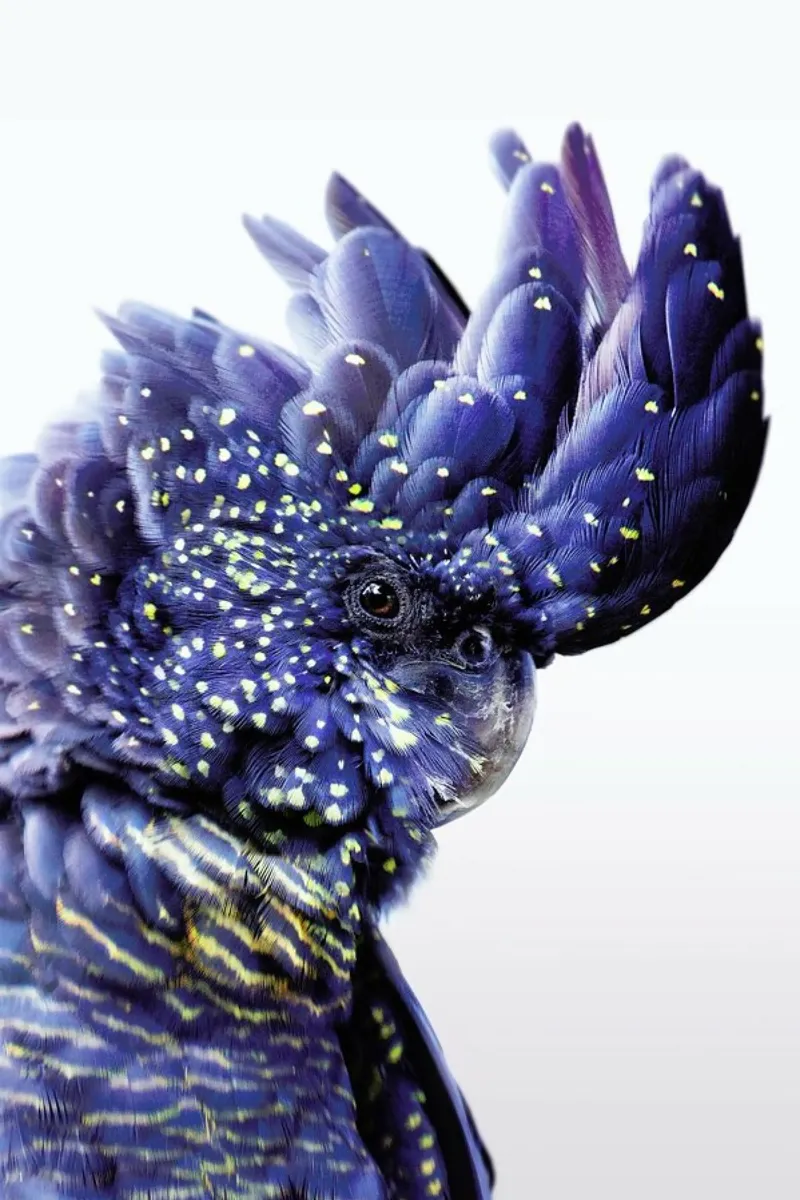 Print 458 plexiglass da Lila x Lola
