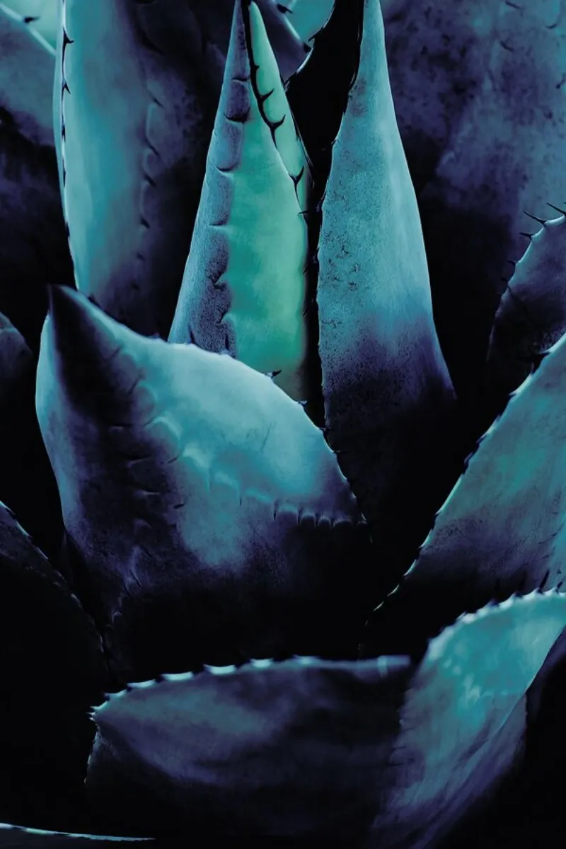 Cactus No.4 pellicola backlit da Kubistika