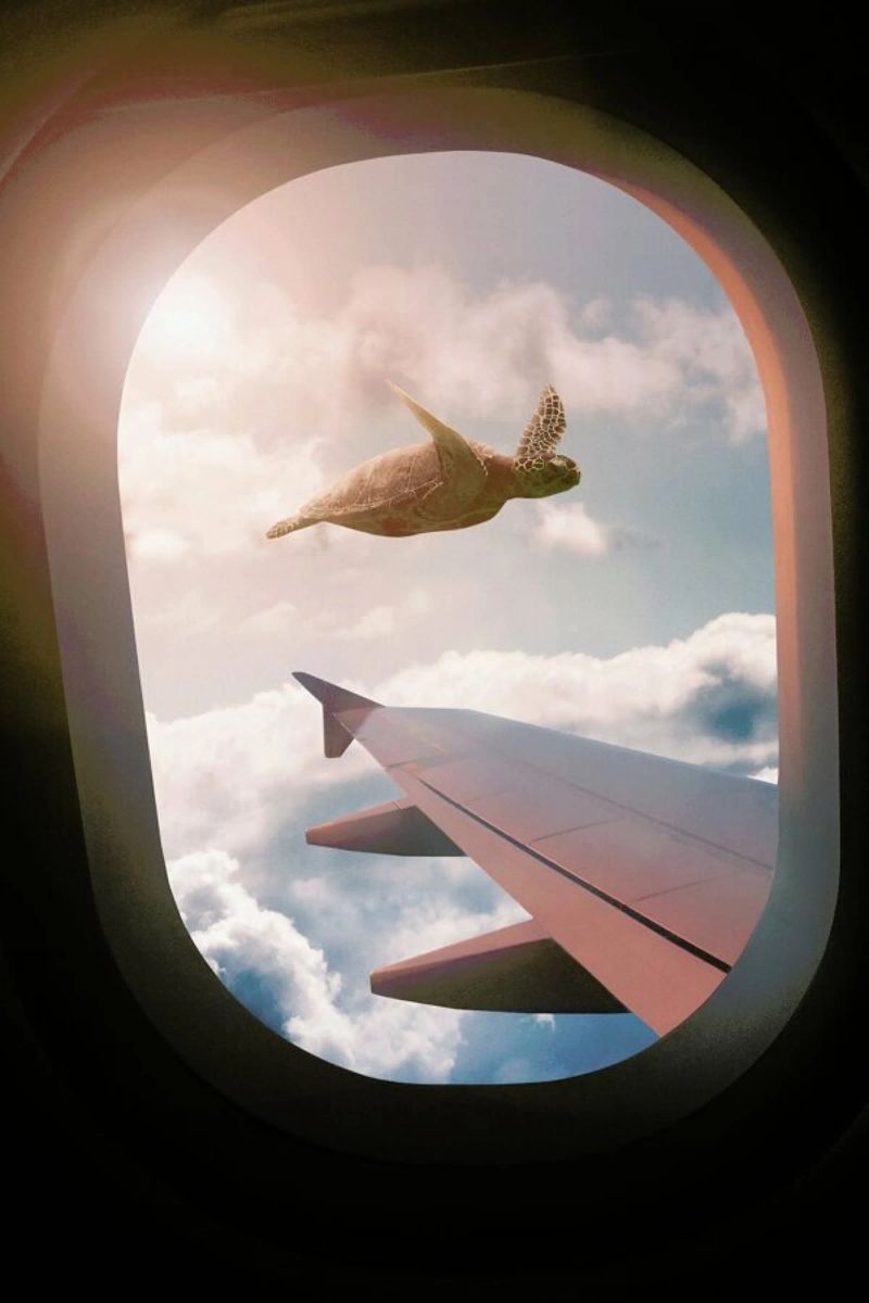Flying Turtle poster by Jonas Loose
