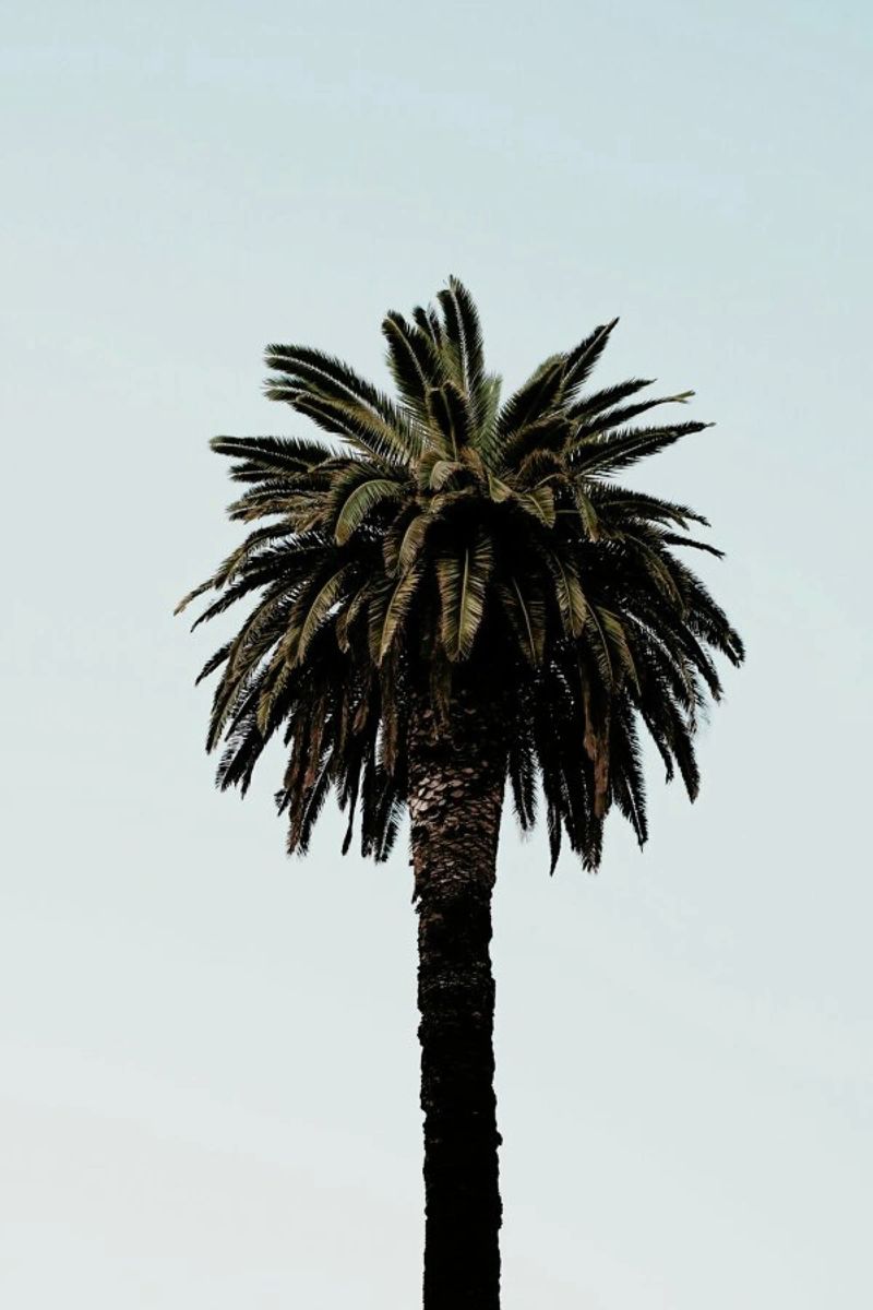 Palmtree pellicola backlit da Laura Palm