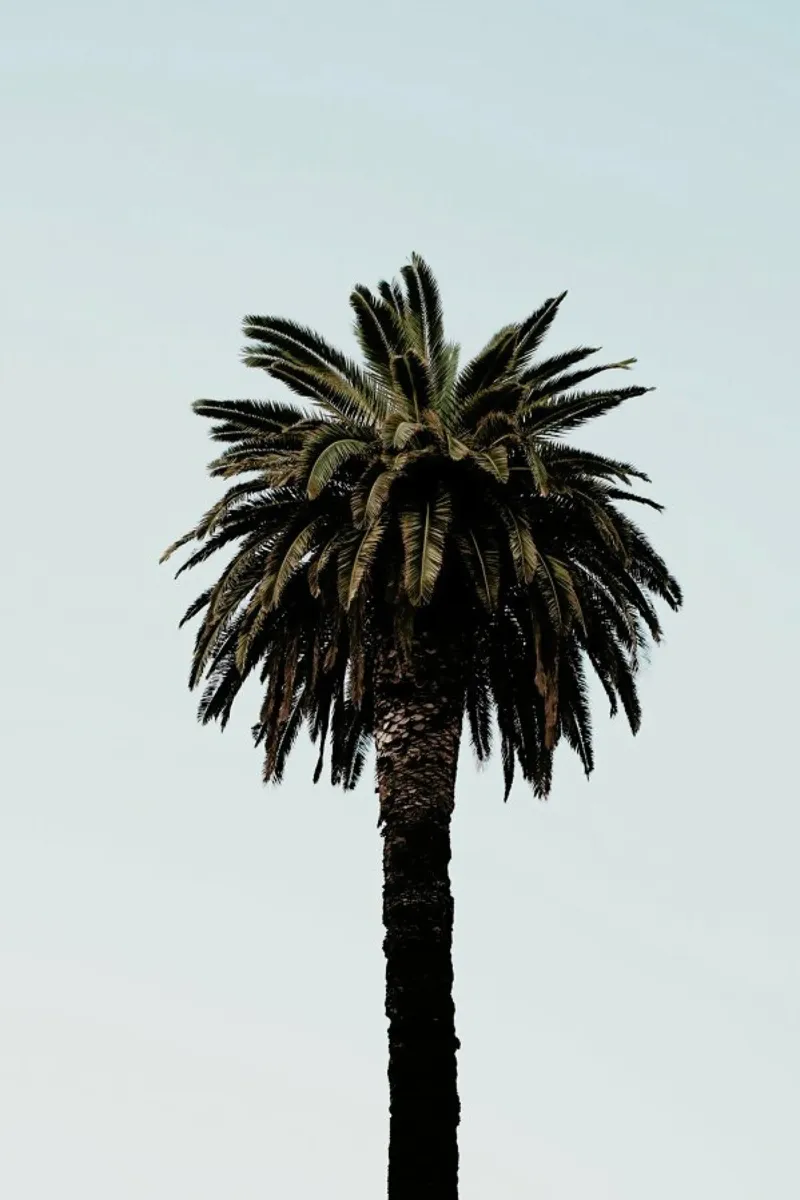 Palmtree metacrilato de Laura Palm