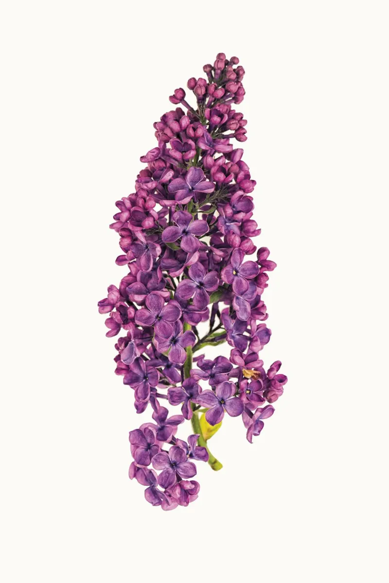 Poster con fiori di lillà viola poster da Curious Collections by Marielle Leenders