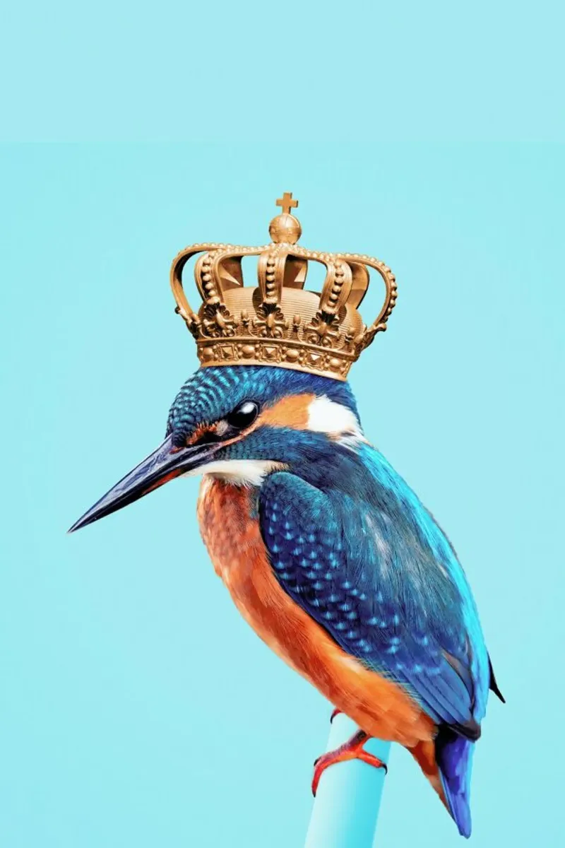 Kingfisher carta hahnemühle da Jonas Loose