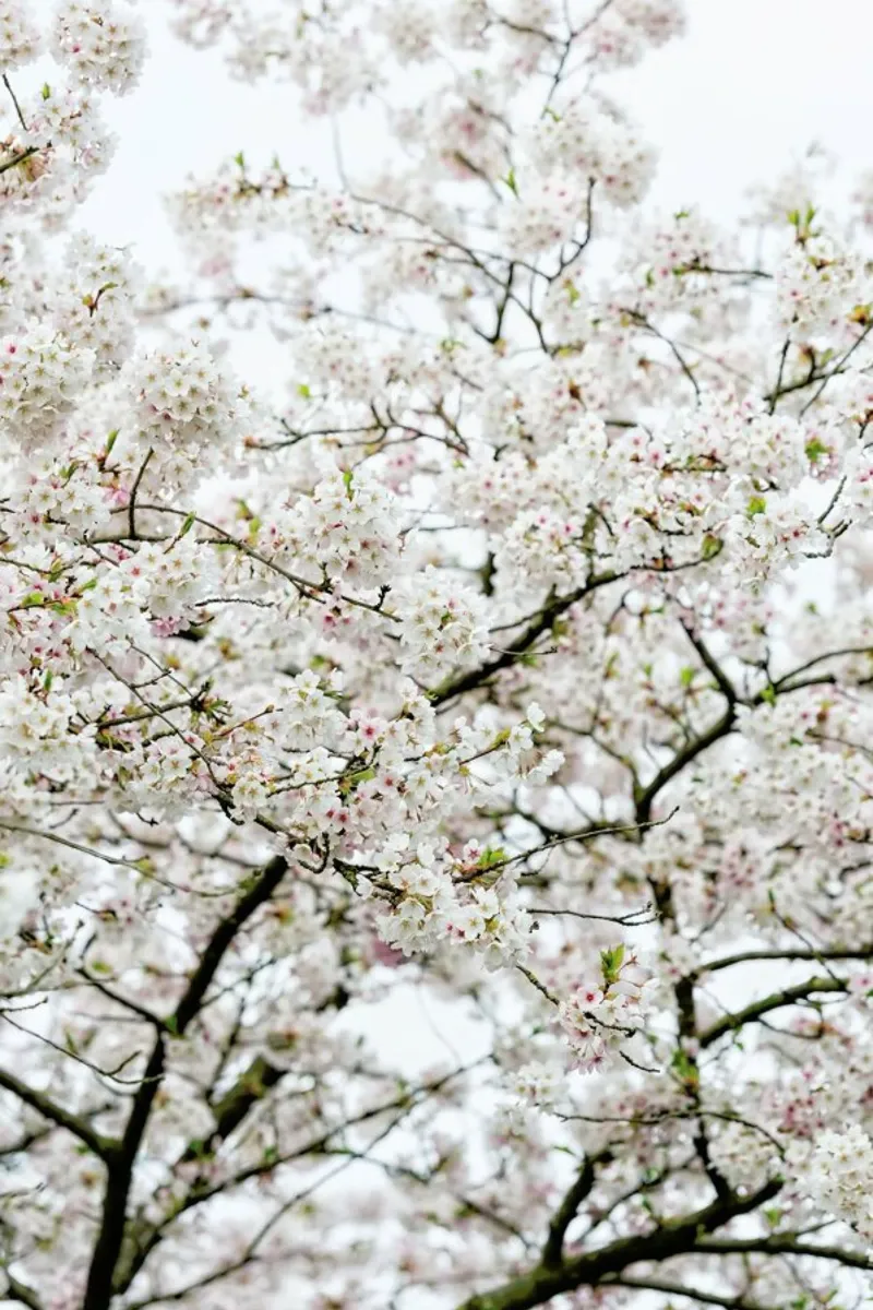 Blossom White 1 pellicola backlit da Curious Collections by Marielle Leenders