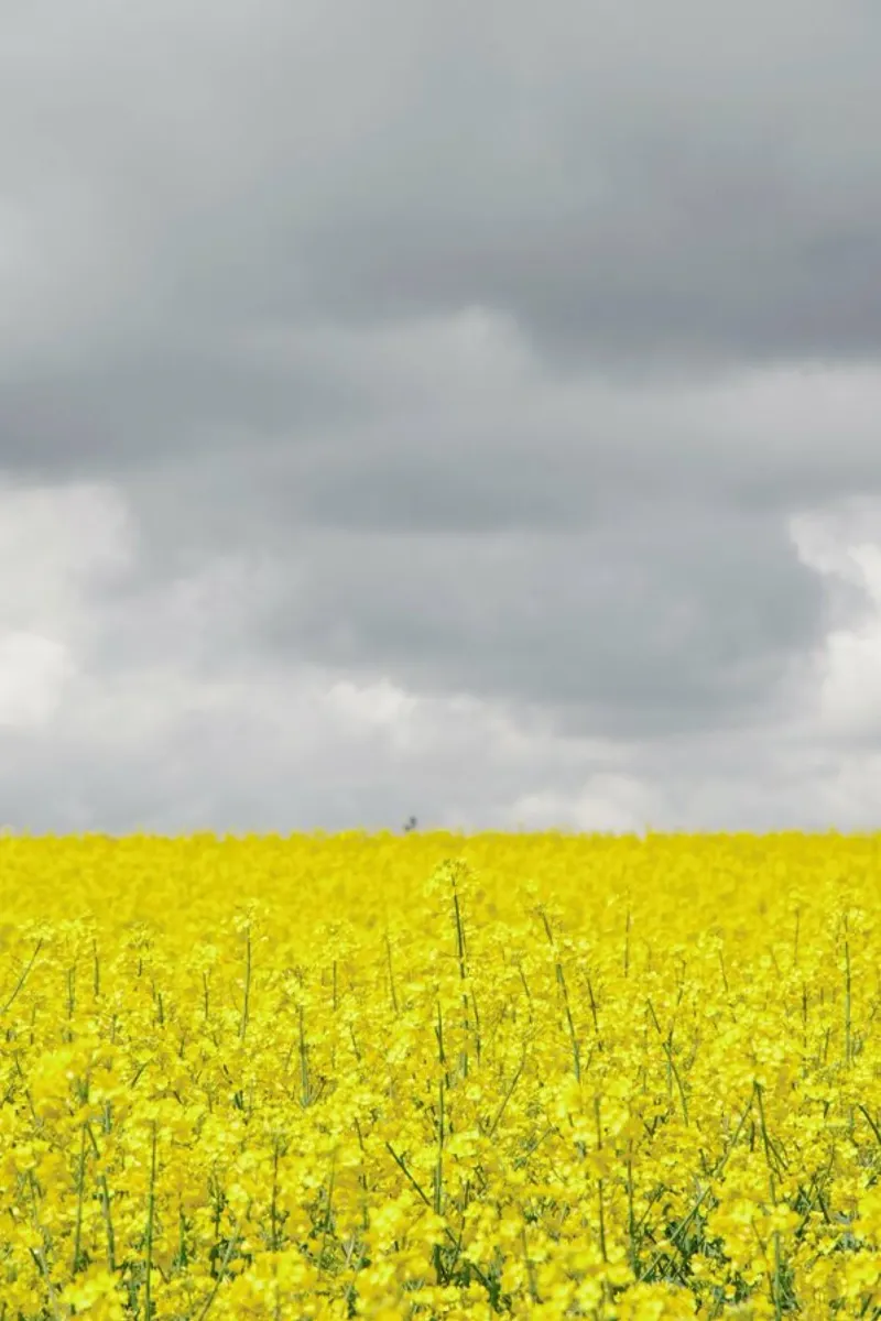Grey Sky Meets Yellow Fields pellicola backlit da Studio Nahili