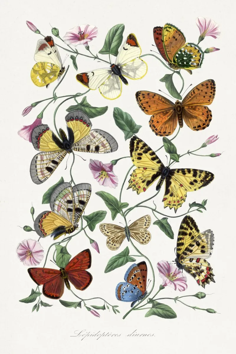 Butterfly & moth painting poster con telaio in alluminio da vintageshop