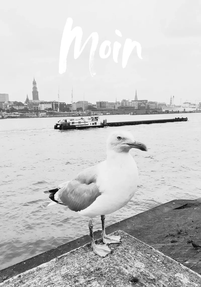 Hamburg | Möwe | Moin pellicola backlit da DigiWunderwerk