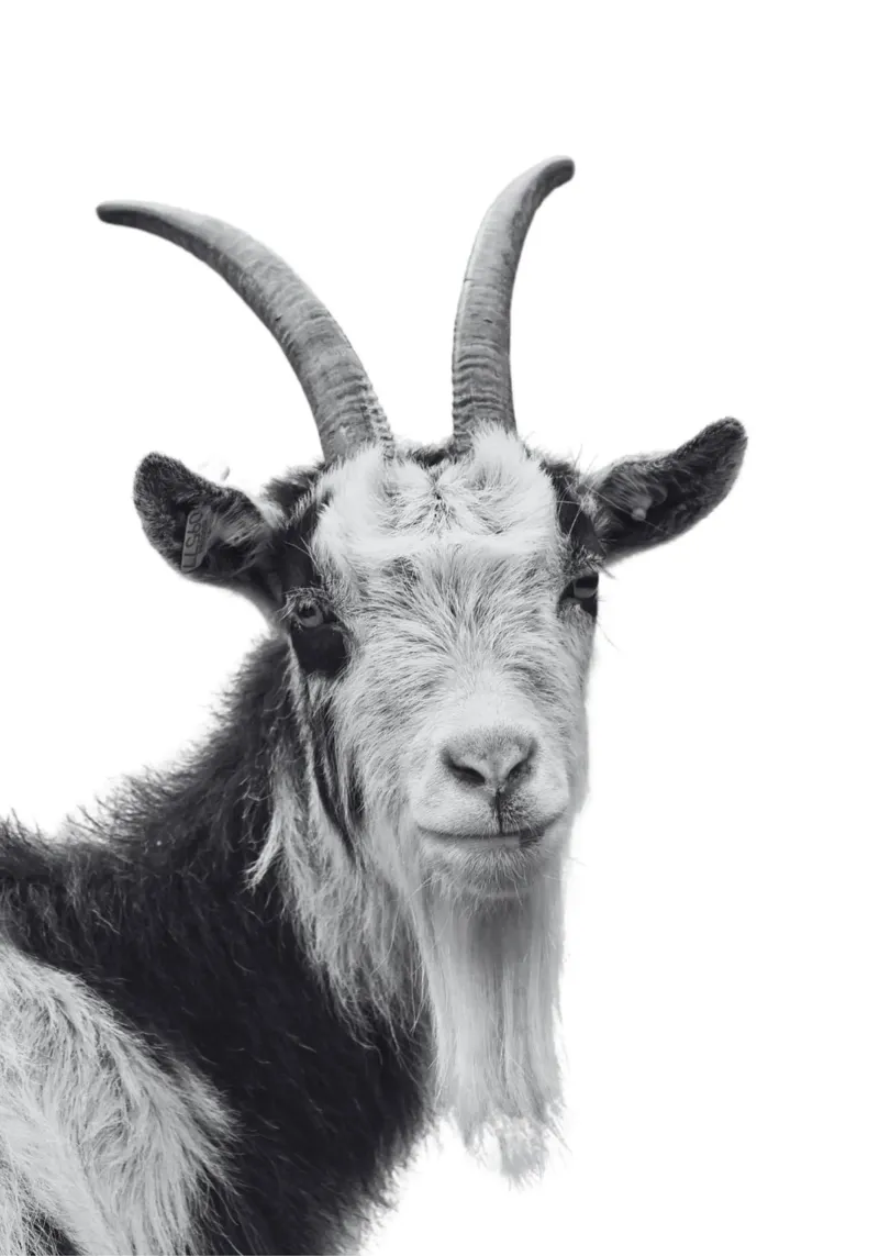 Ziege poster da DigiWunderwerk