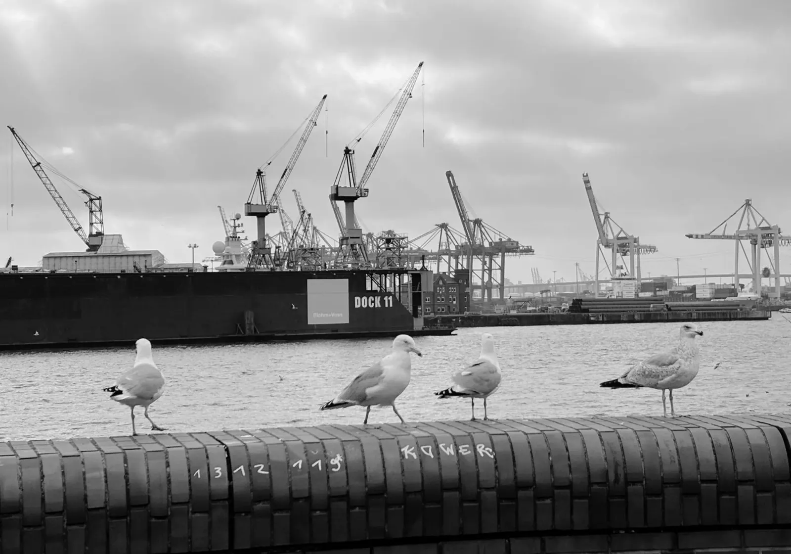 HAMBURG | MÖWEN pellicola backlit da DigiWunderwerk