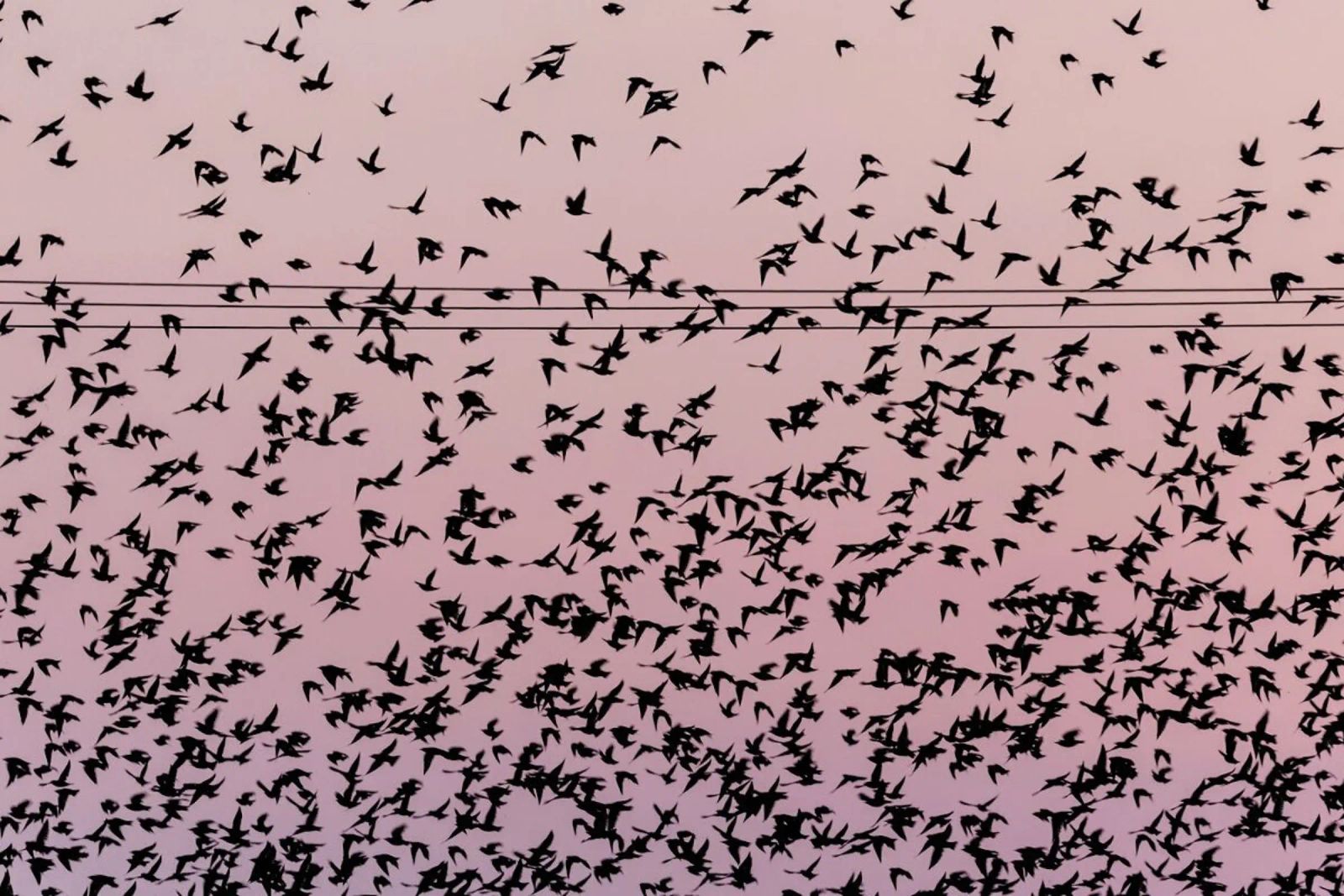 Chaos in Bird Migration by @matthcon01 poster con telaio in alluminio da EyeEm Mobile GmbH