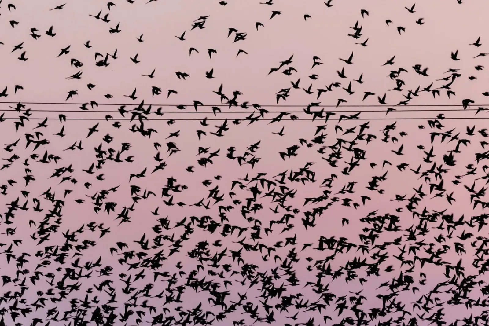 Chaos in Bird Migration by @matthcon01 plexiglas de EyeEm Mobile GmbH