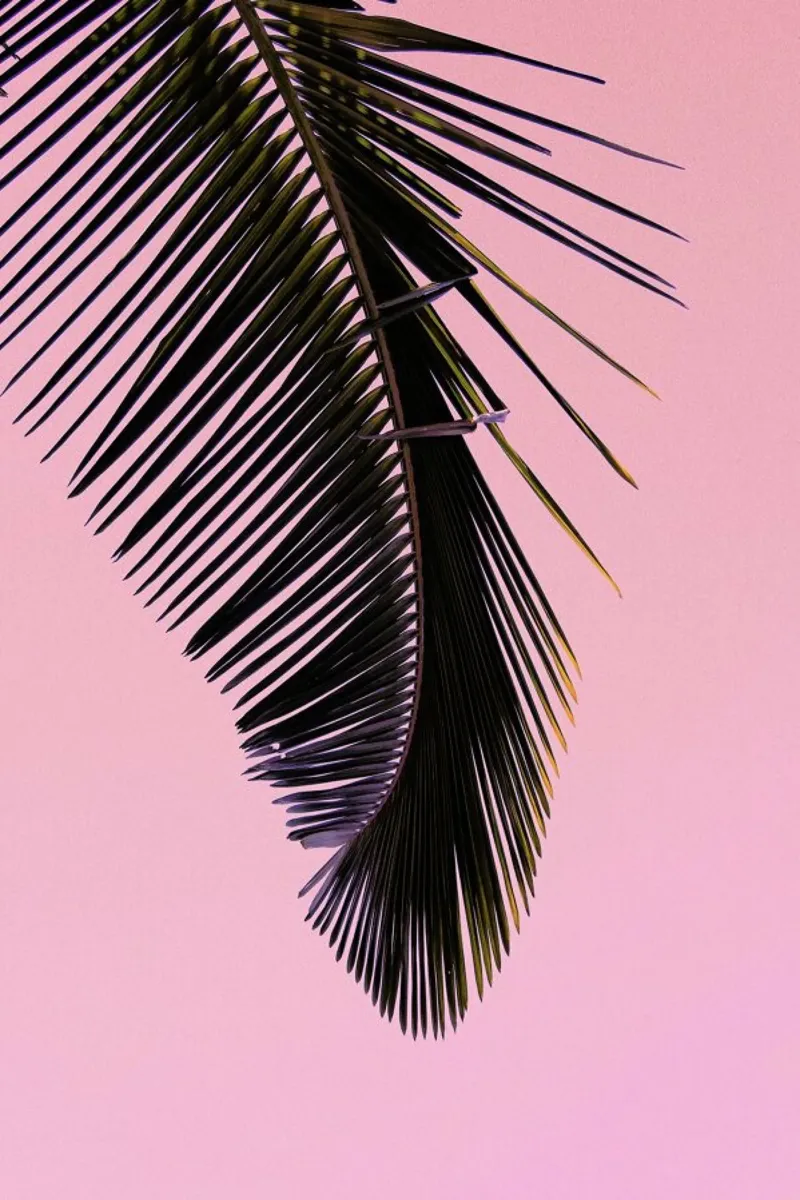 Tropicana Pink by @BineArnold poster con telaio in legno da EyeEm Mobile GmbH