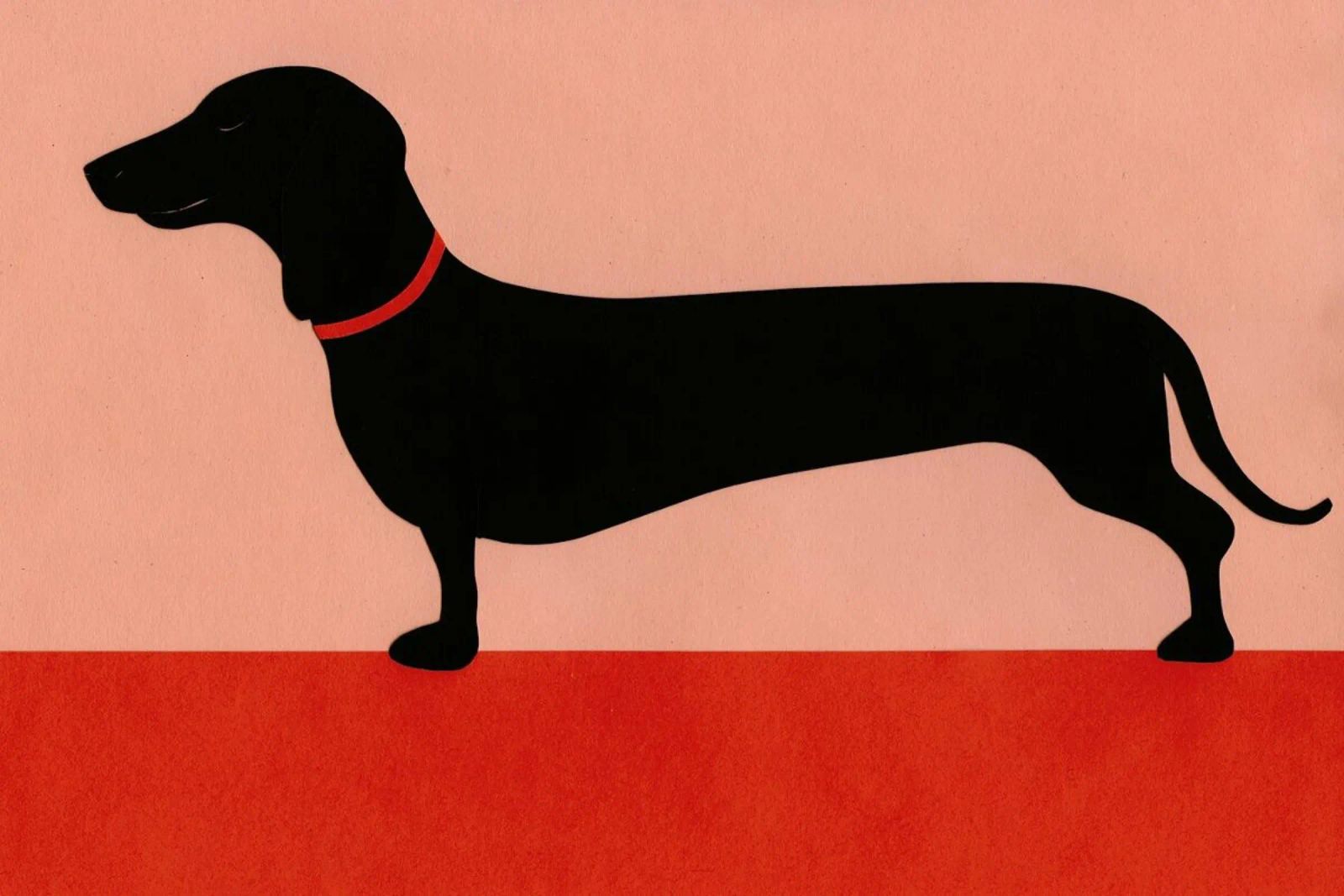 Dachshund Rosi poster by Rosi Feist