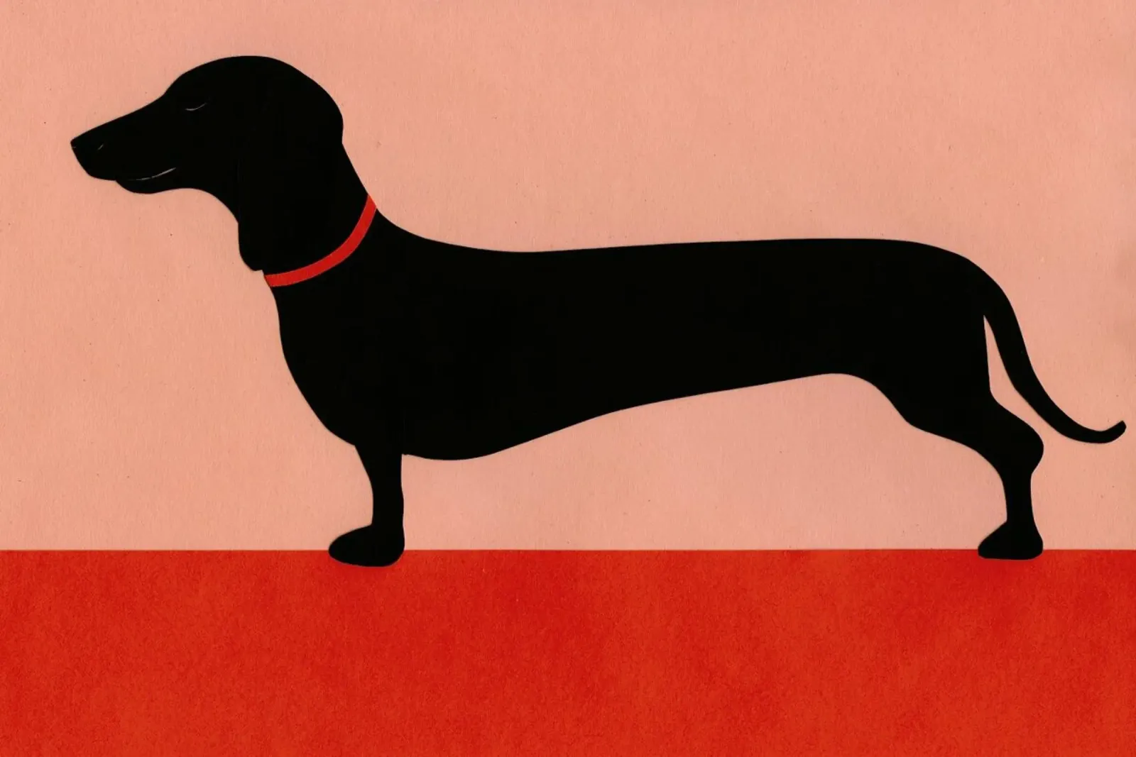 Dachshund Rosi pellicola backlit da Rosi Feist