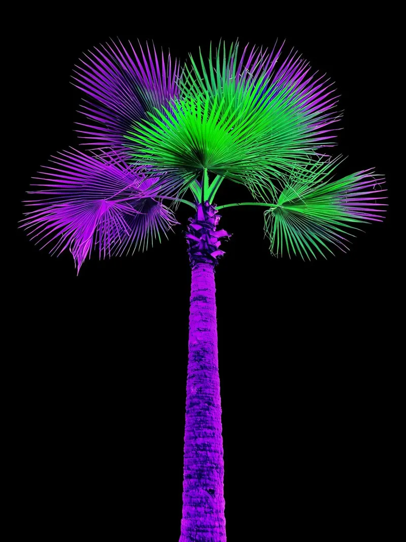 Palma - Pop Art pellicola backlit da ColorCrash Gallery