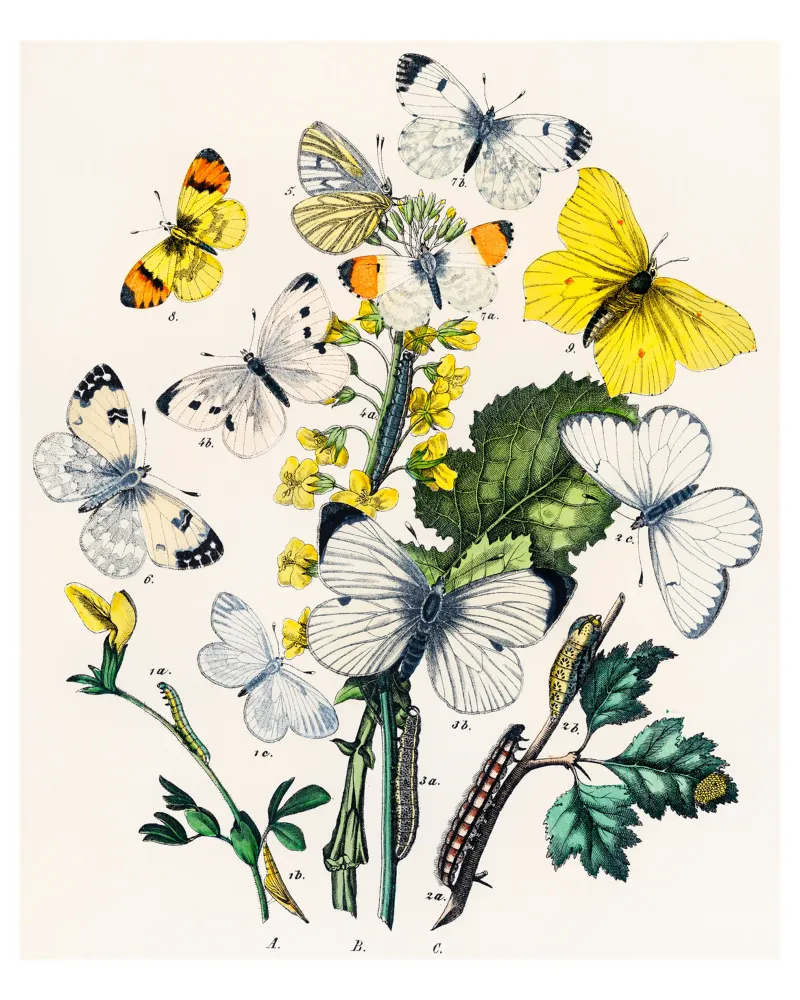 butterflies and flowers canvas van Venus Art