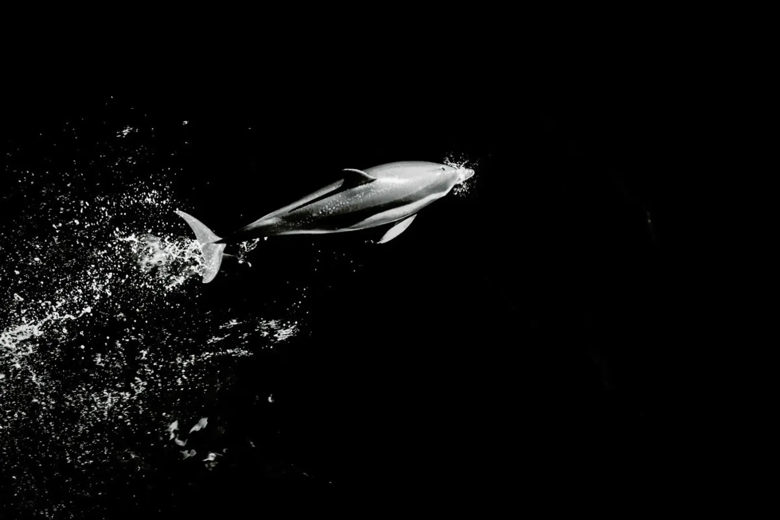 Dolphin in the Wild by @mirrorliss pellicola backlit da EyeEm Mobile GmbH