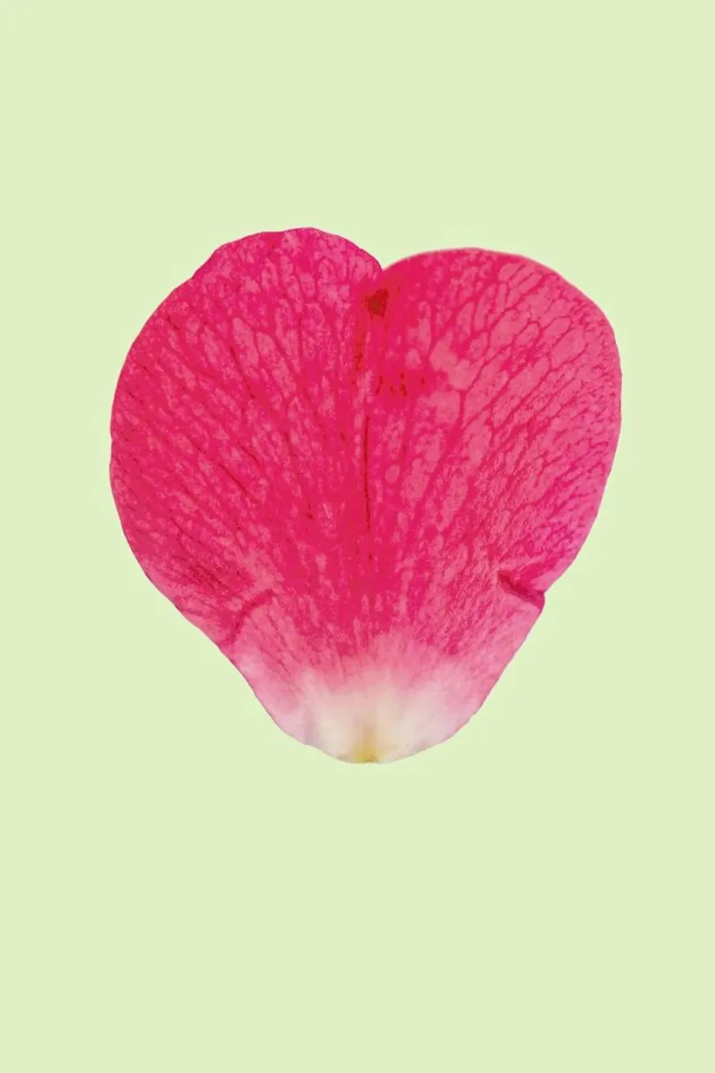 Heart XI pellicola backlit da Curious Collections by Marielle Leenders