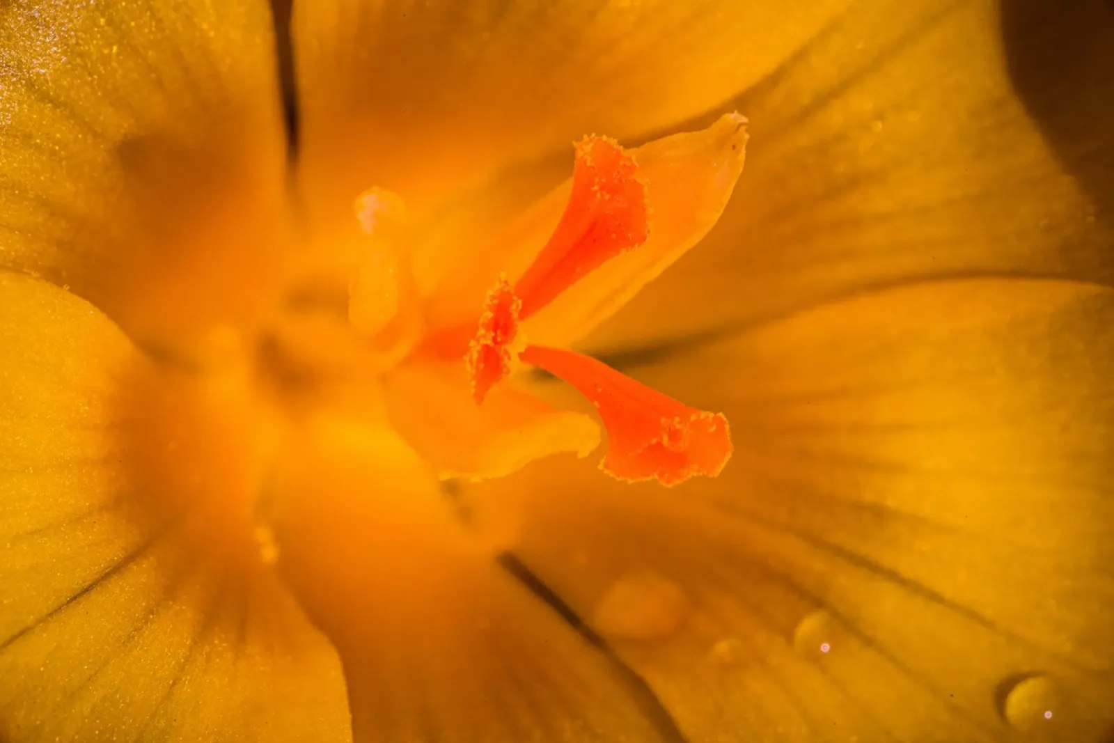Tige de fleur d'un crocus jaune hahnemühle de Marcus Beckert | Fotografie