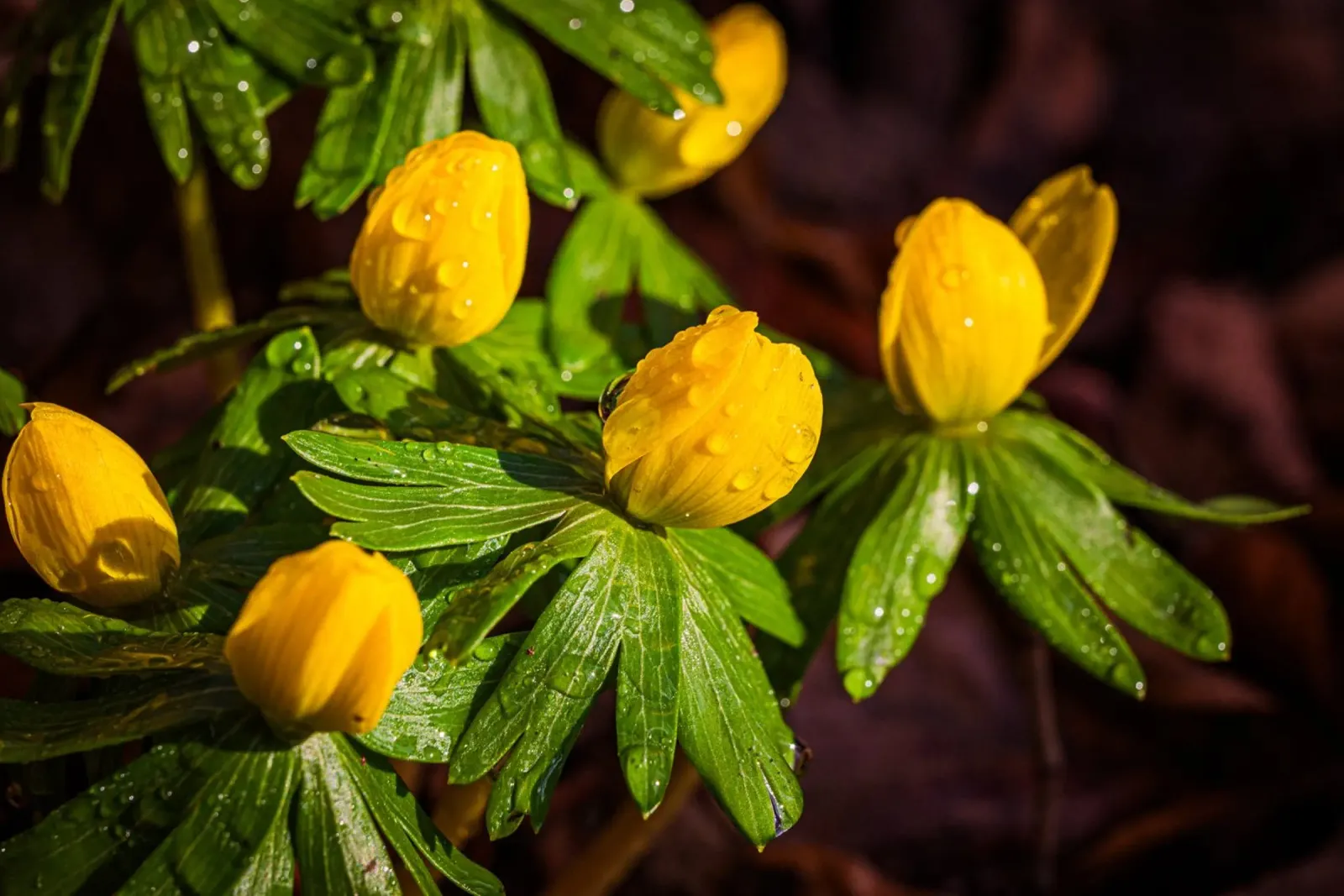 Aconiti invernali con gocce d'acqua sul fiore pellicola backlit da Marcus Beckert | Fotografie